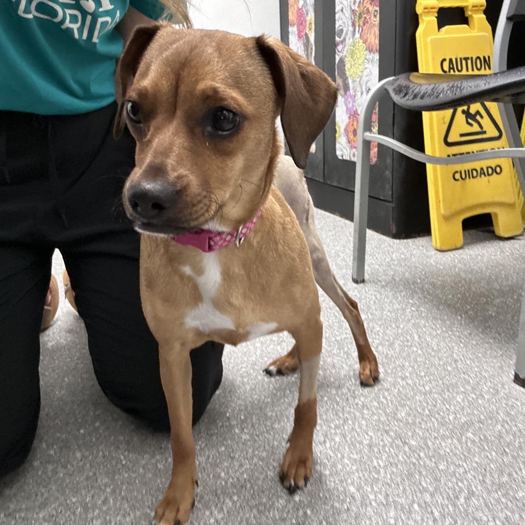 Snifferdoodle — thumbnail 2