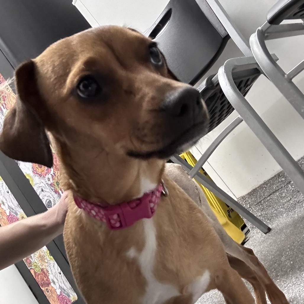 Snifferdoodle — thumbnail 3