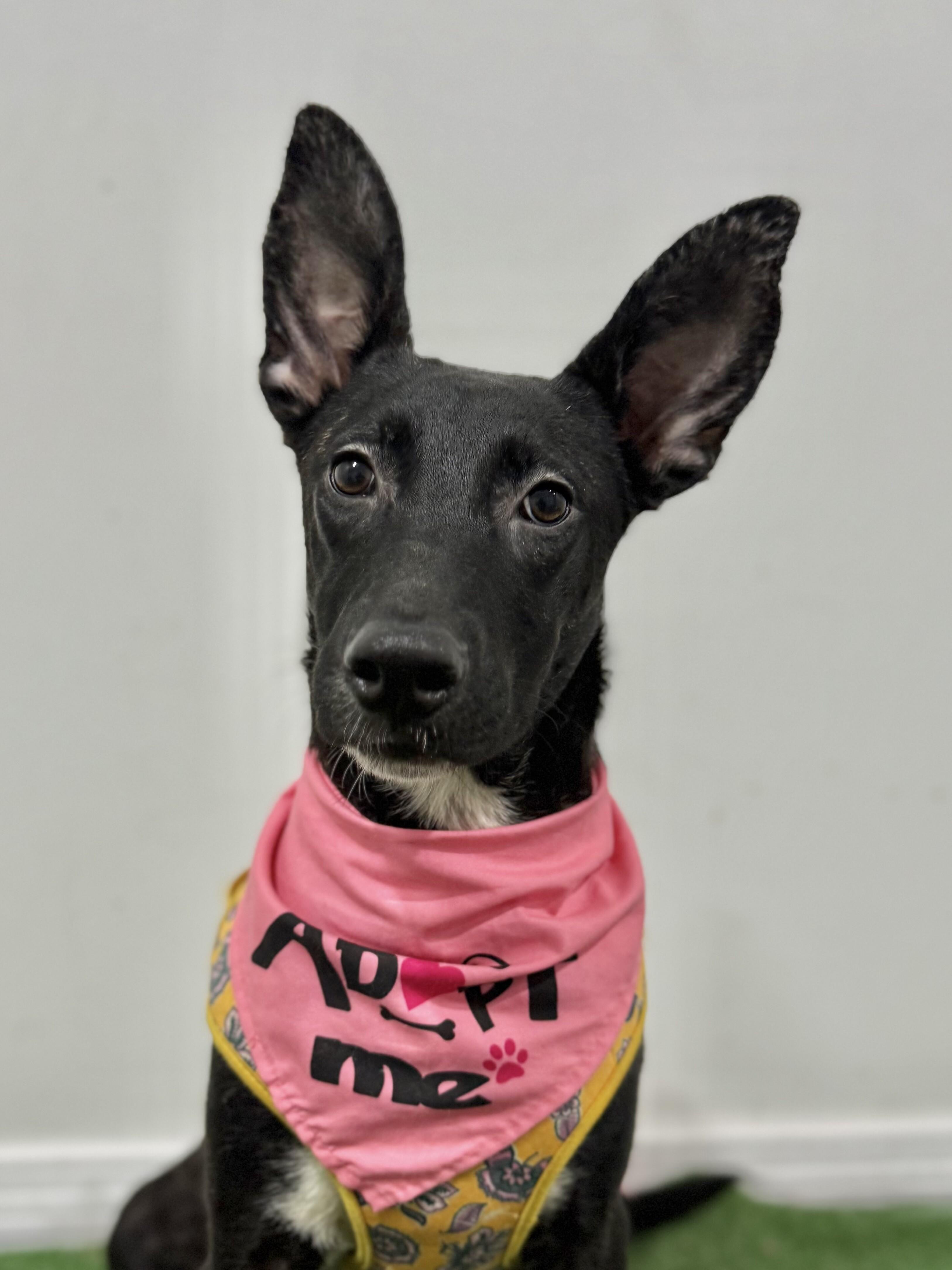 Enlarge Hana-One of our Amazing Rescue Dogs, a Adoptable mixed breed in Sparks, NV image 1/1