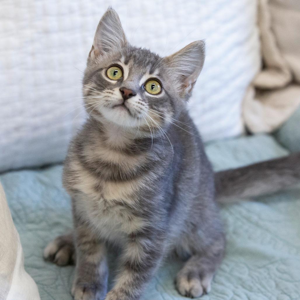 Kraken, Adoptable, Kitten Male Domestic Short Hair.