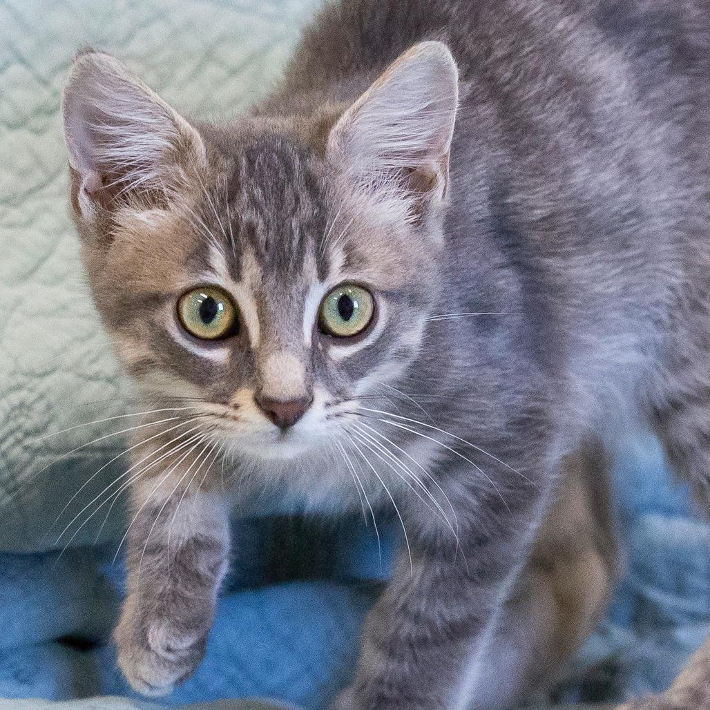 Enlarge Kraken, a Adoptable Domestic Short Hair in Cartersville, GA image 2/4