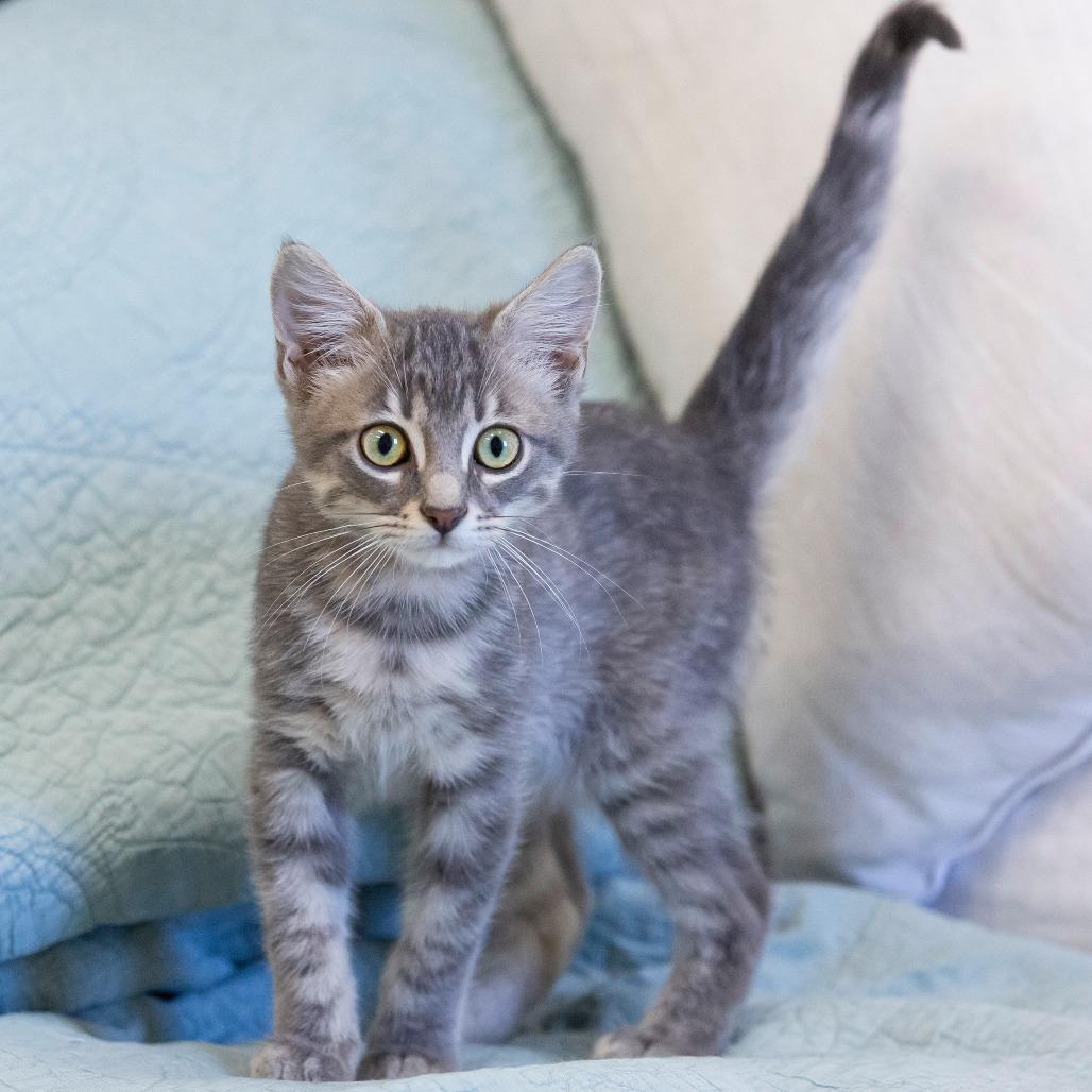 Enlarge Kraken, a Adoptable Domestic Short Hair in Cartersville, GA image 3/4