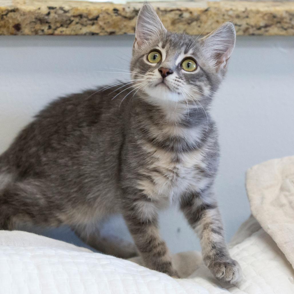 Enlarge Kraken, a Adoptable Domestic Short Hair in Cartersville, GA image 4/4