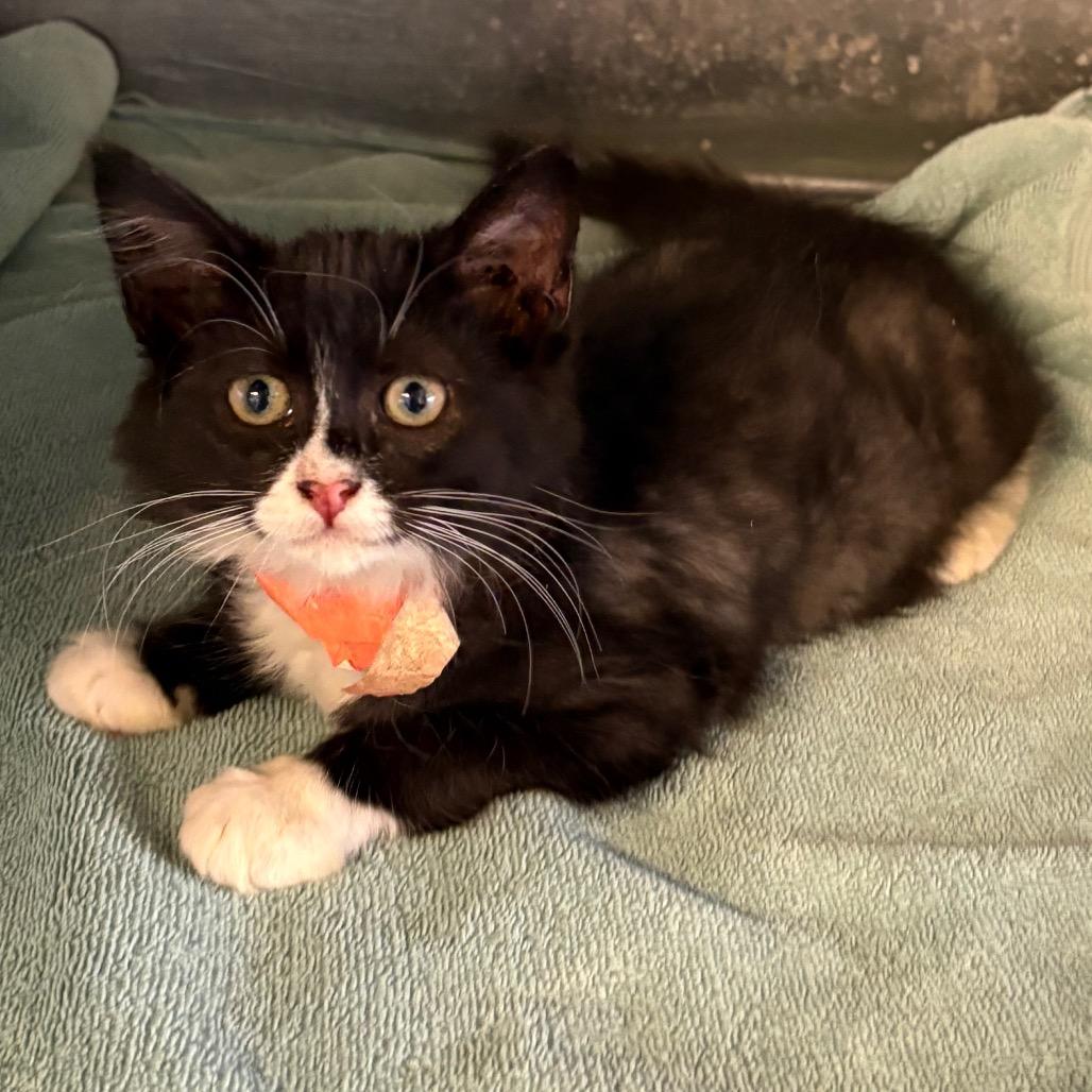 Enlarge Olivia, a Adoptable Domestic Medium Hair in Hawthorne, CA image 1/4