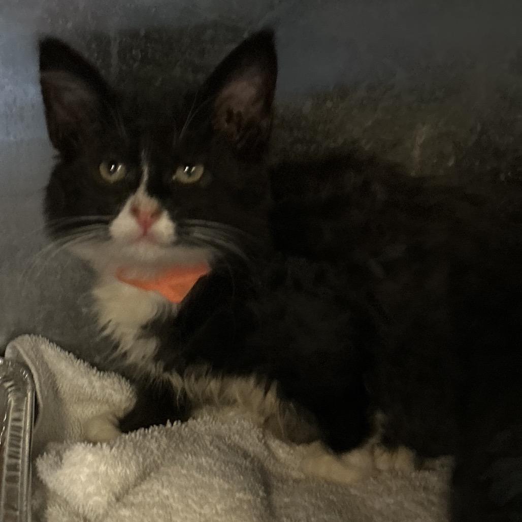 Enlarge Olivia, a Adoptable Domestic Medium Hair in Hawthorne, CA image 2/4