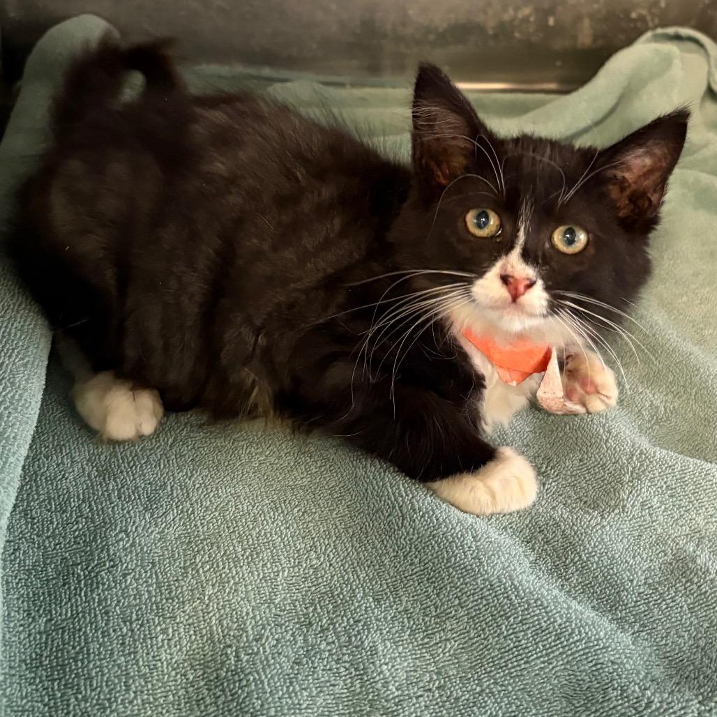 Enlarge Olivia, a Adoptable Domestic Medium Hair in Hawthorne, CA image 3/4