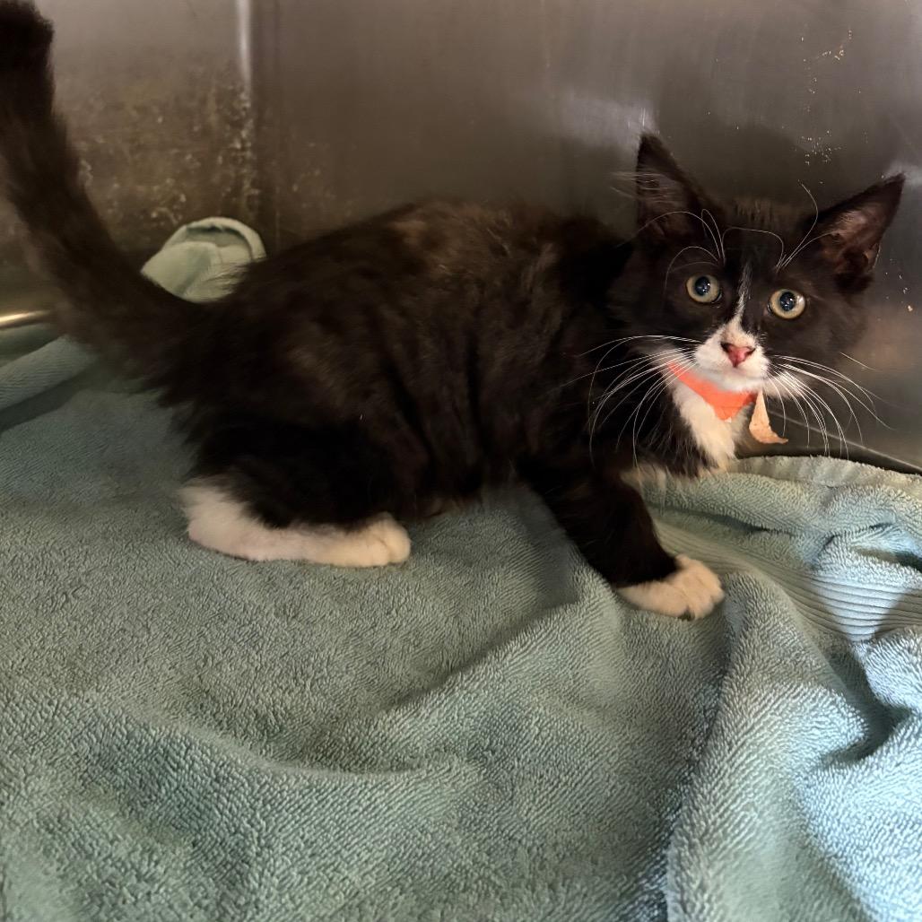 Enlarge Olivia, a Adoptable Domestic Medium Hair in Hawthorne, CA image 4/4