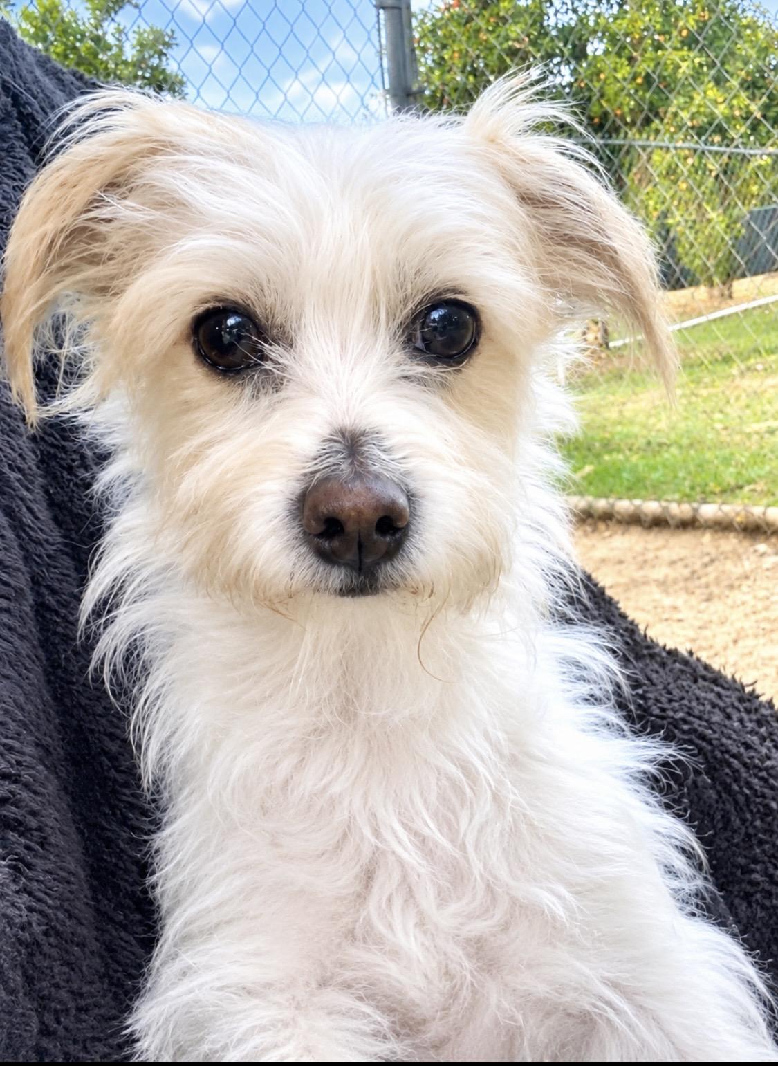 Enlarge Jeffrey, a Adoptable mixed breed in Fullerton, CA image 2/6