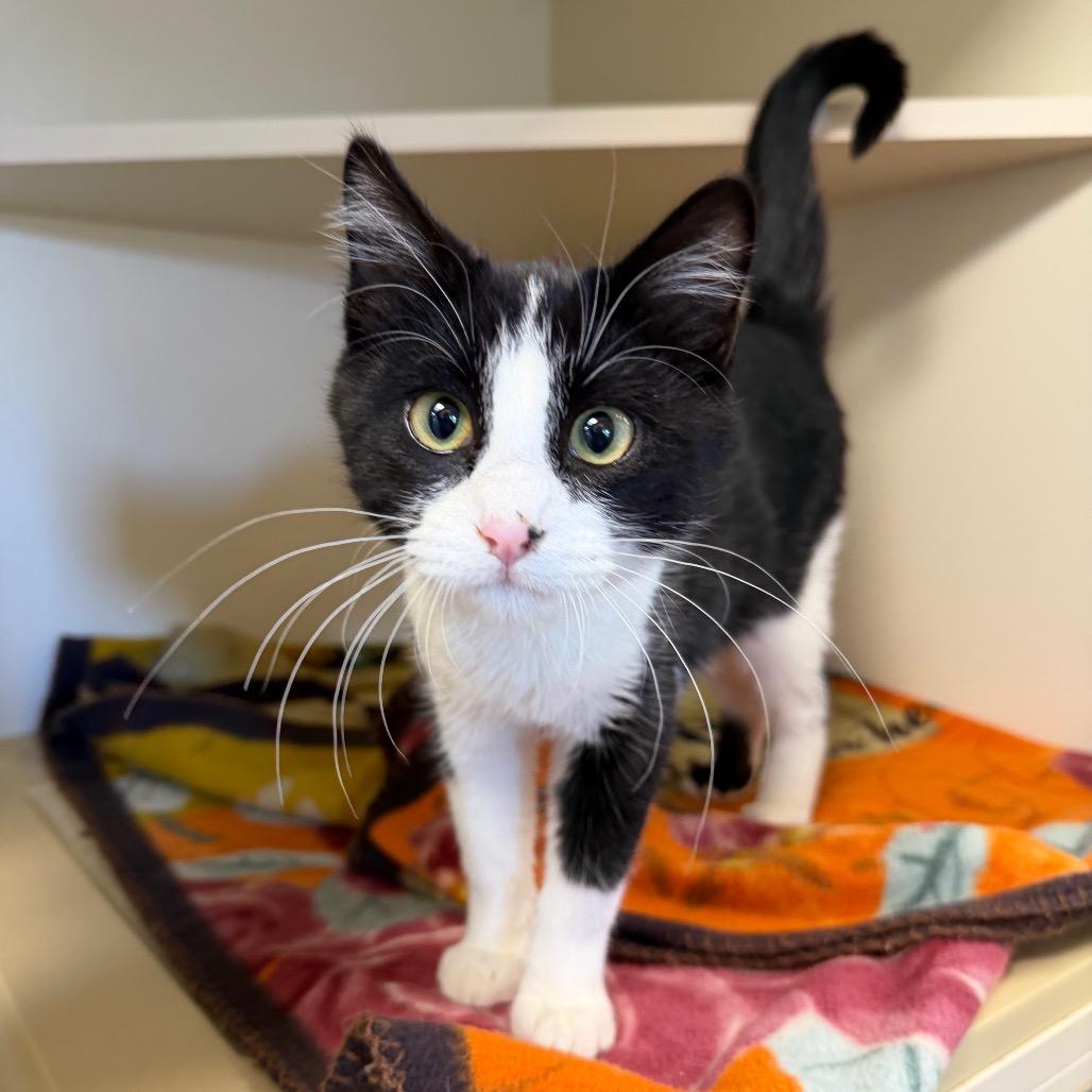 Albert, Adoptable, Kitten Male Domestic Short Hair.