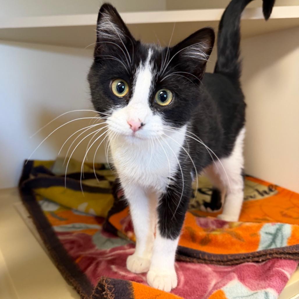 Enlarge Albert, a Adoptable Domestic Short Hair in Cody, WY image 2/2