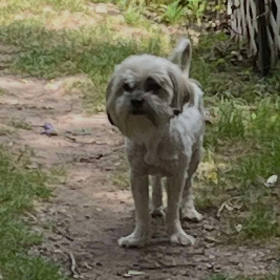 Enlarge Sammy (20260603-01), an adopted Shih Tzu in Niagara on the Lake, ON image 5/6