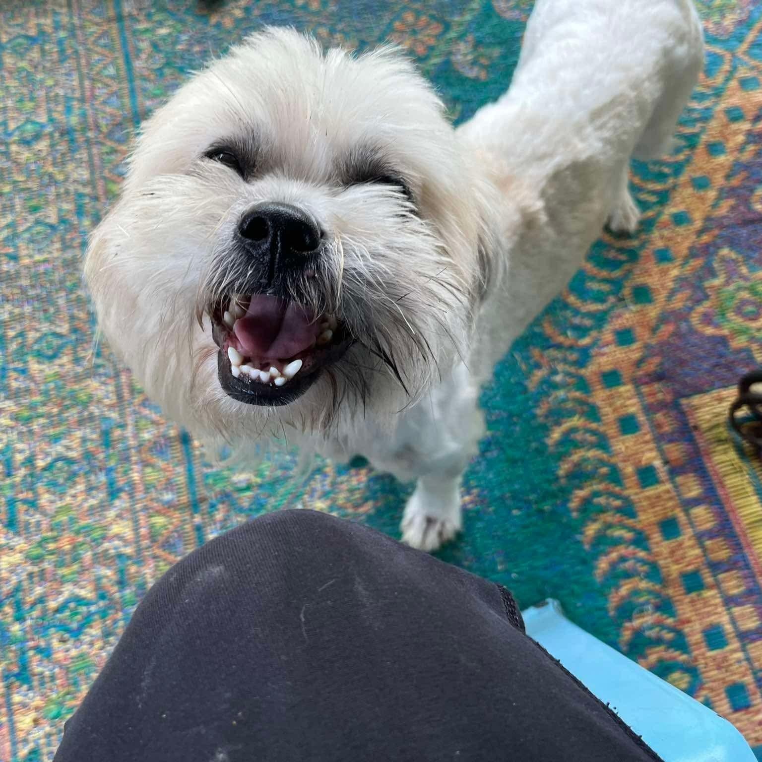 Enlarge Sammy (20260603-01), an adopted Shih Tzu in Niagara on the Lake, ON image 4/6
