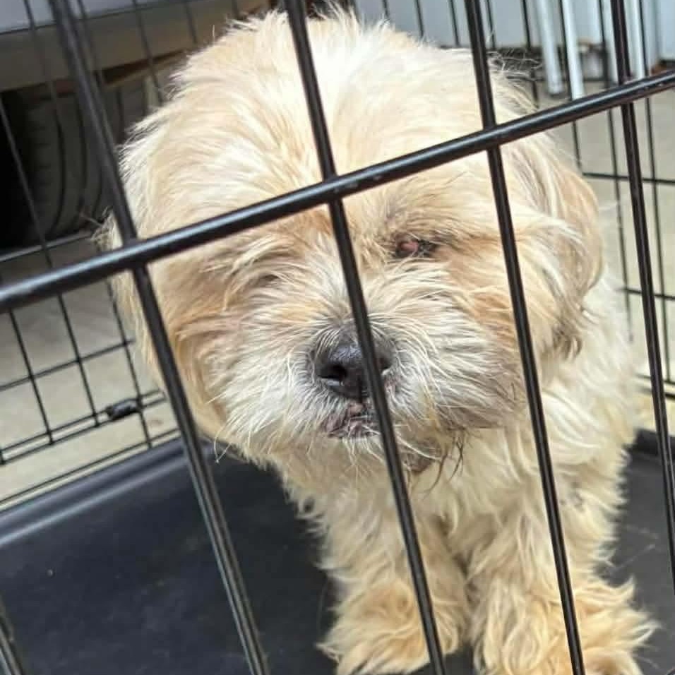 Enlarge Sammy (20260603-01), an adopted Shih Tzu in Niagara on the Lake, ON image 6/6