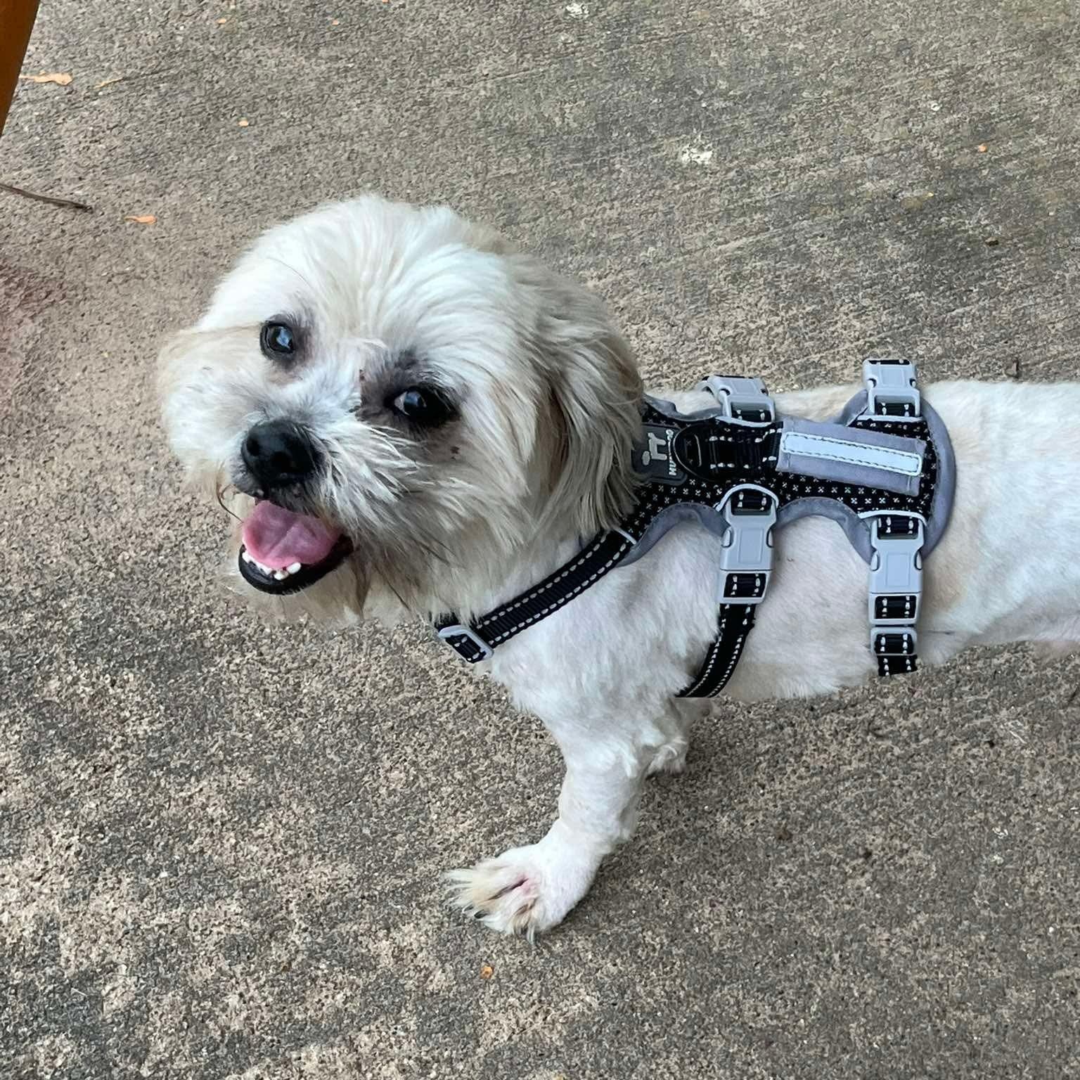Enlarge Sammy (20260603-01), an adopted Shih Tzu in Niagara on the Lake, ON image 2/6