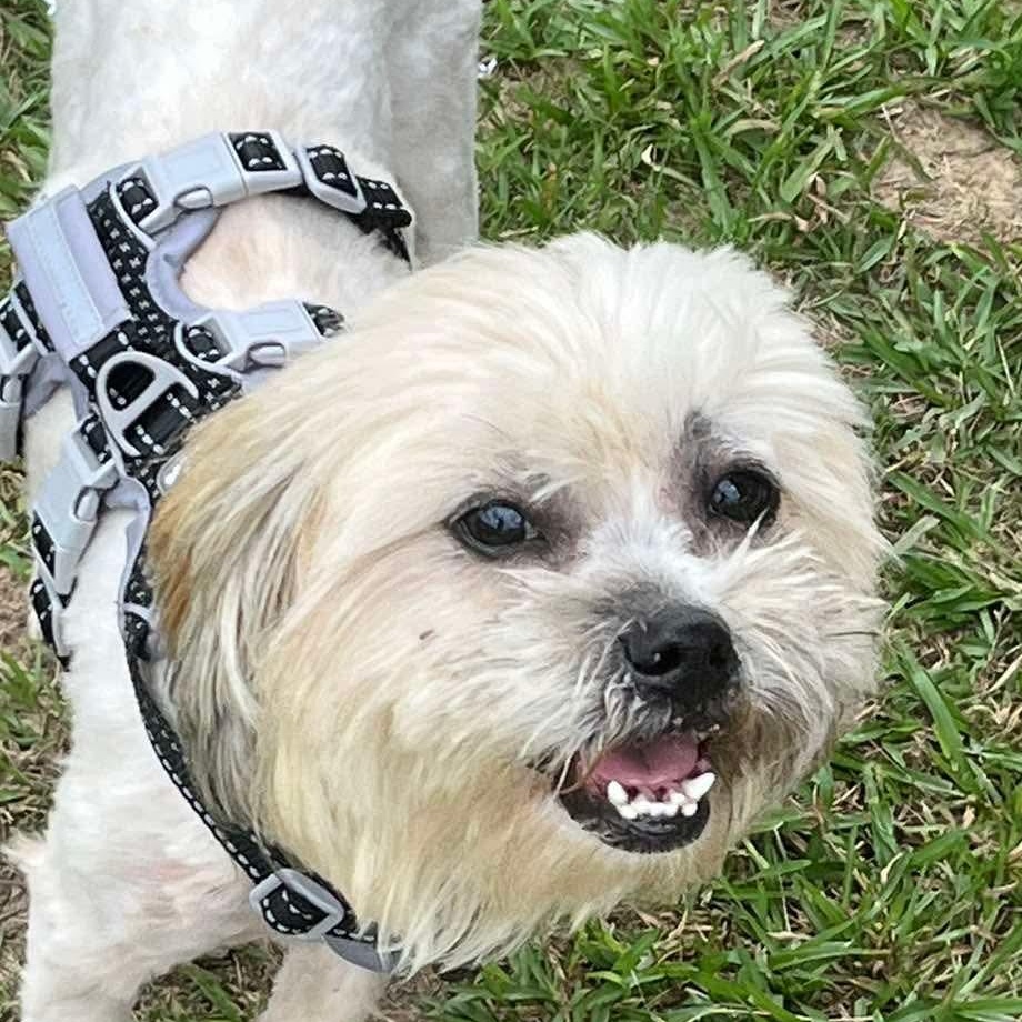 Enlarge Sammy (20260603-01), an adopted Shih Tzu in Niagara on the Lake, ON image 1/6