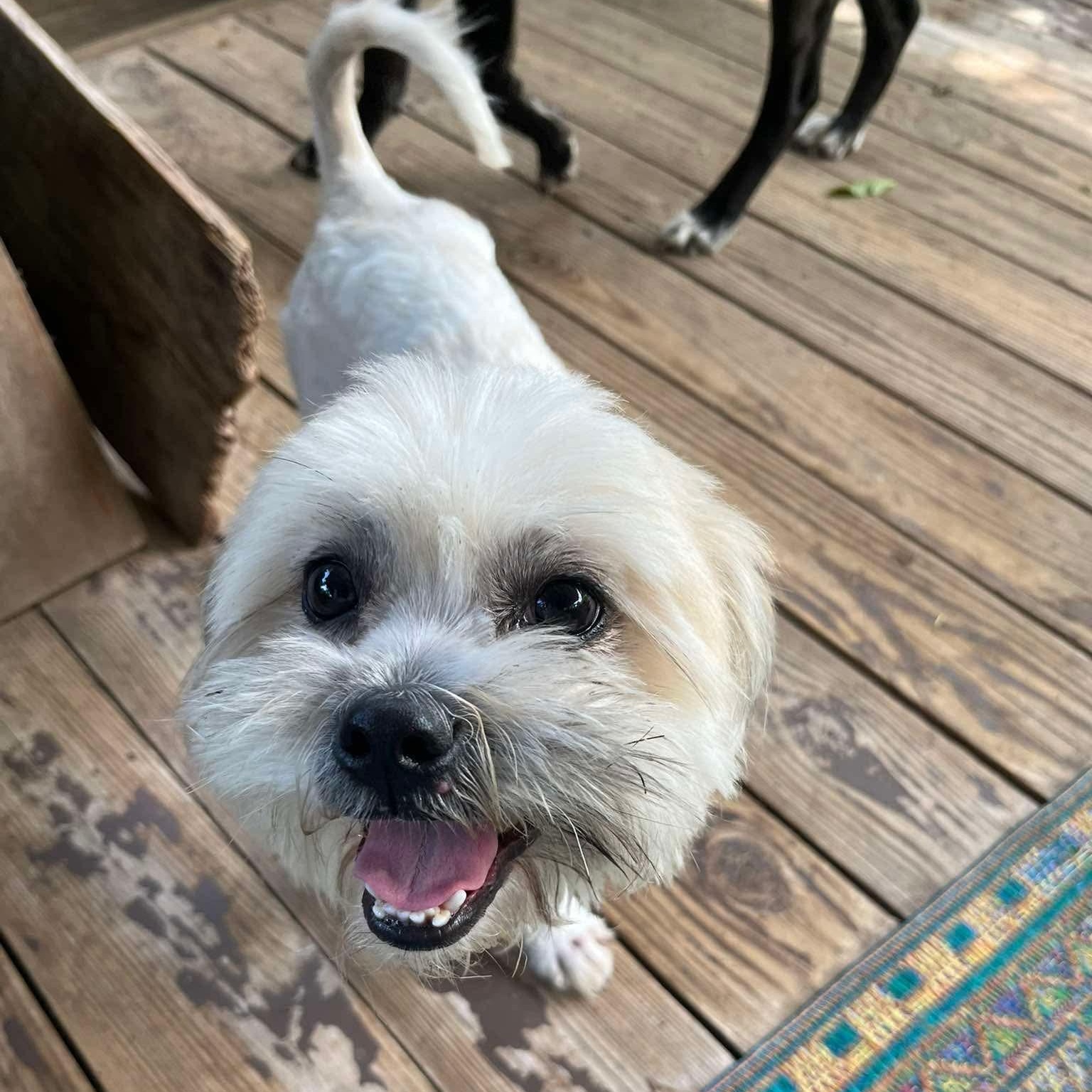 Enlarge Sammy (20260603-01), an adopted Shih Tzu in Niagara on the Lake, ON image 3/6
