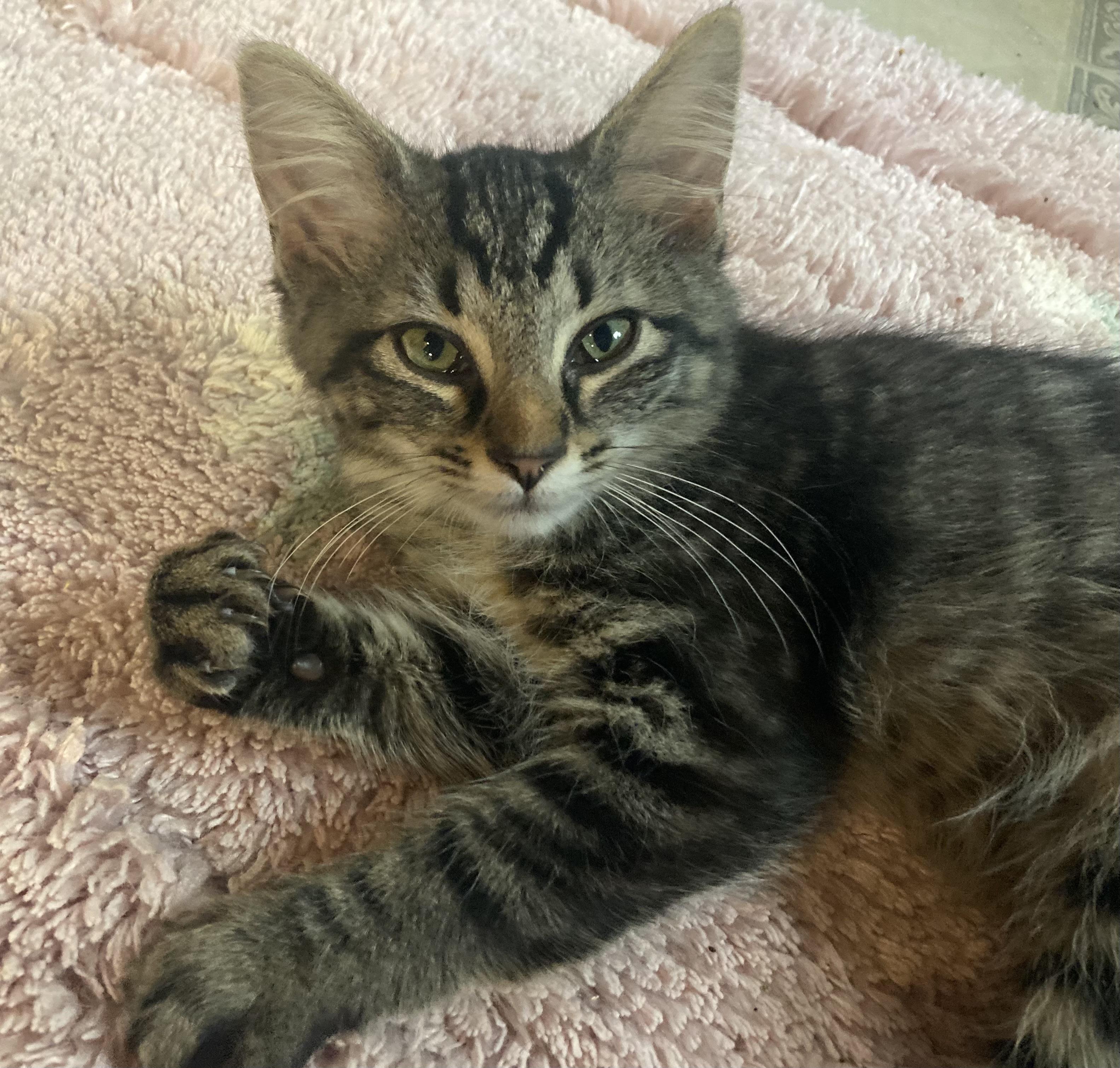 Enlarge Twilight (LF), a Adoptable Domestic Medium Hair in Huddleston, VA image 5/6