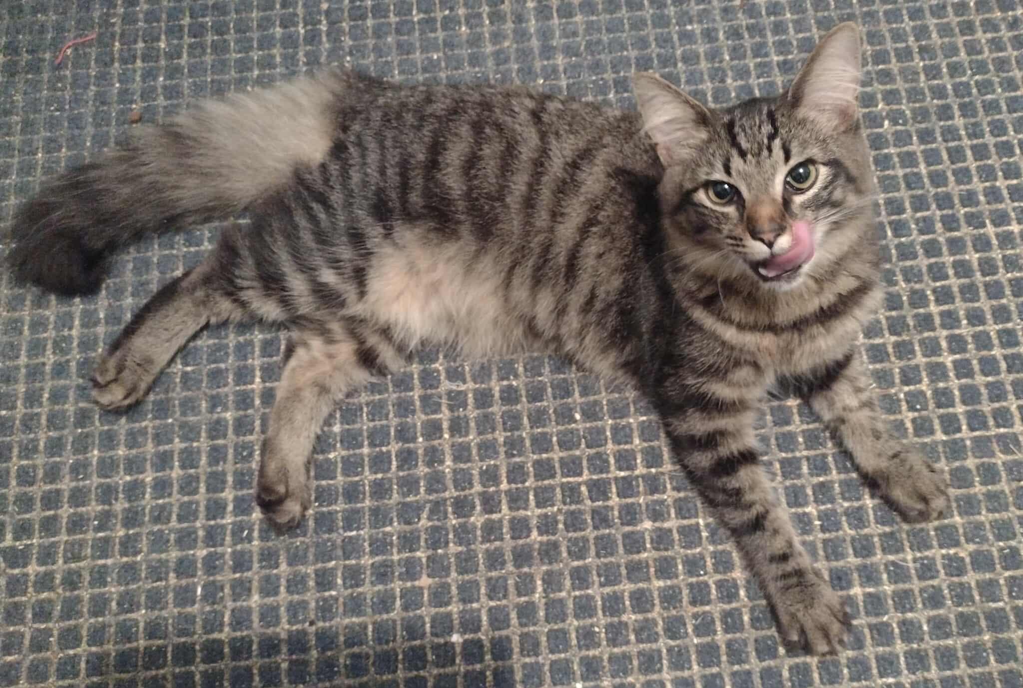 Enlarge Twilight (LF), a Adoptable Domestic Medium Hair in Huddleston, VA image 2/6