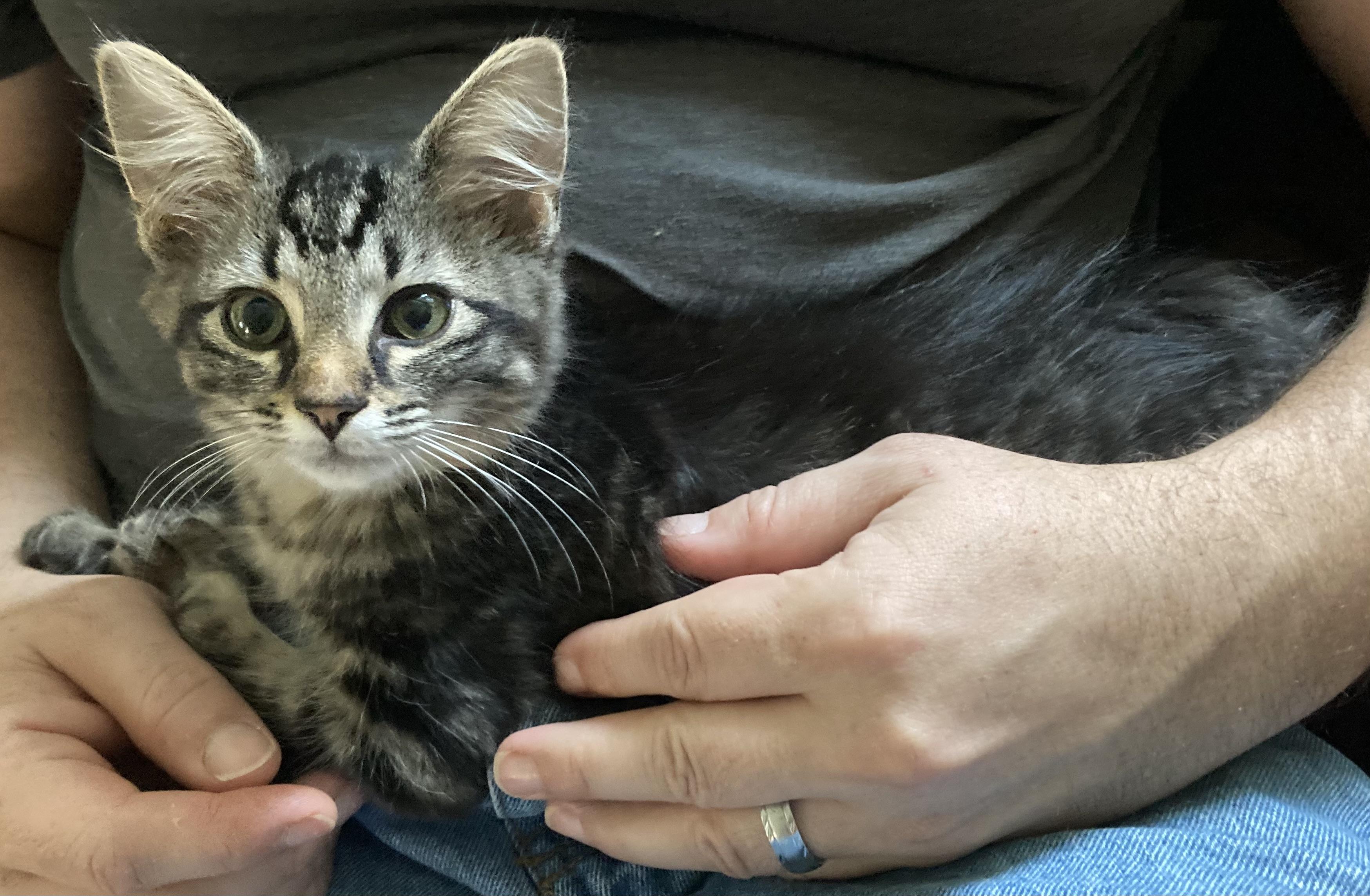 Enlarge Twilight (LF), a Adoptable Domestic Medium Hair in Huddleston, VA image 6/6