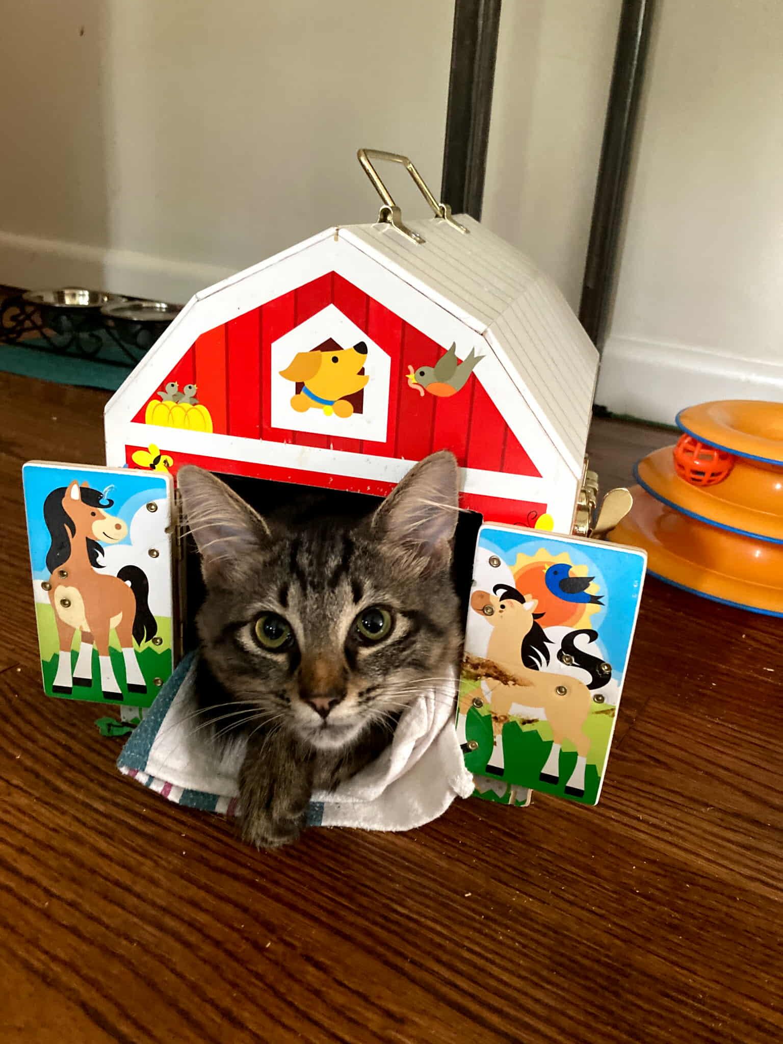 Twilight (LF), Adoptable, Kitten Male Domestic Medium Hair.