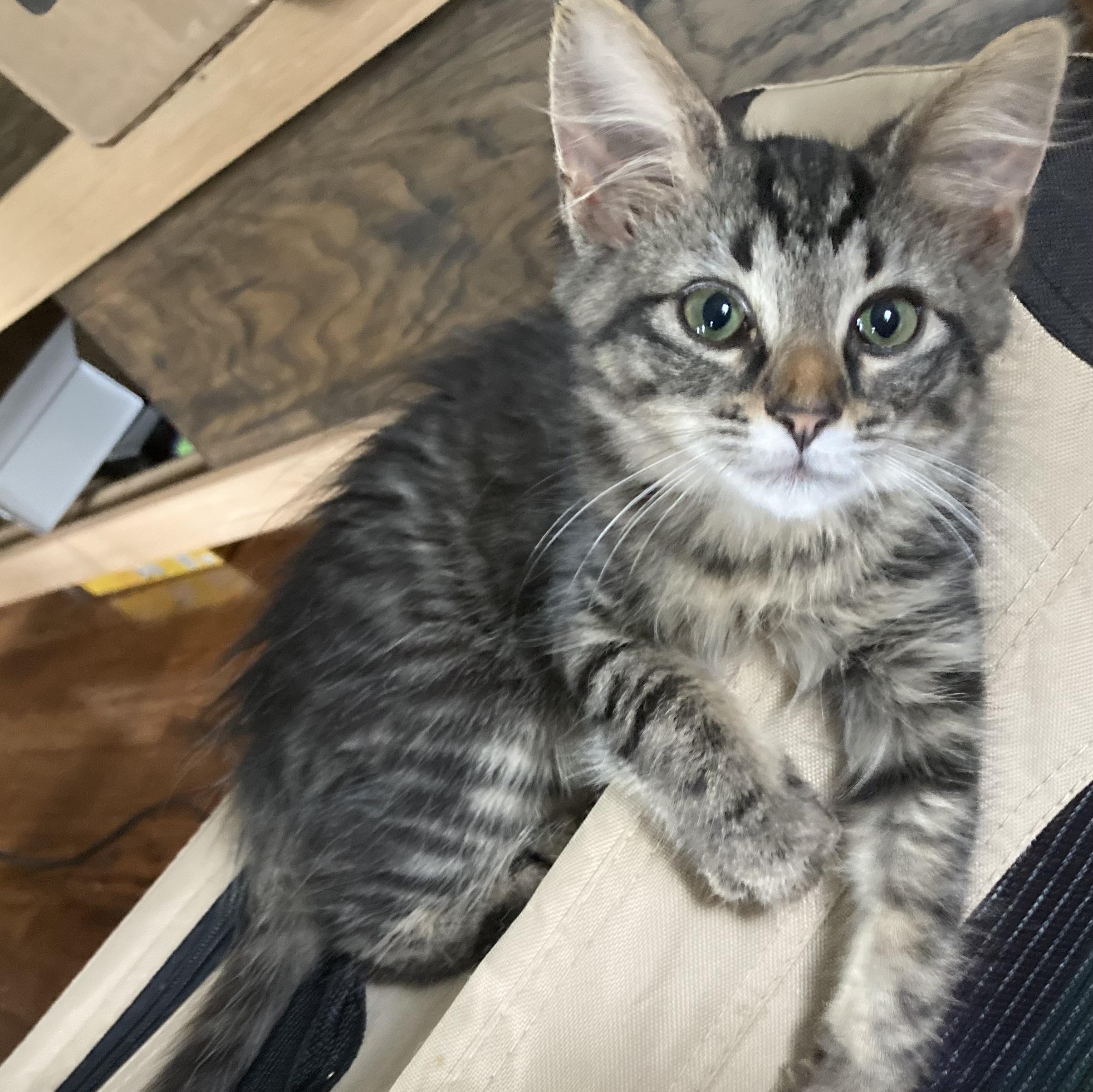 Enlarge Twilight (LF), a Adoptable Domestic Medium Hair in Huddleston, VA image 3/6