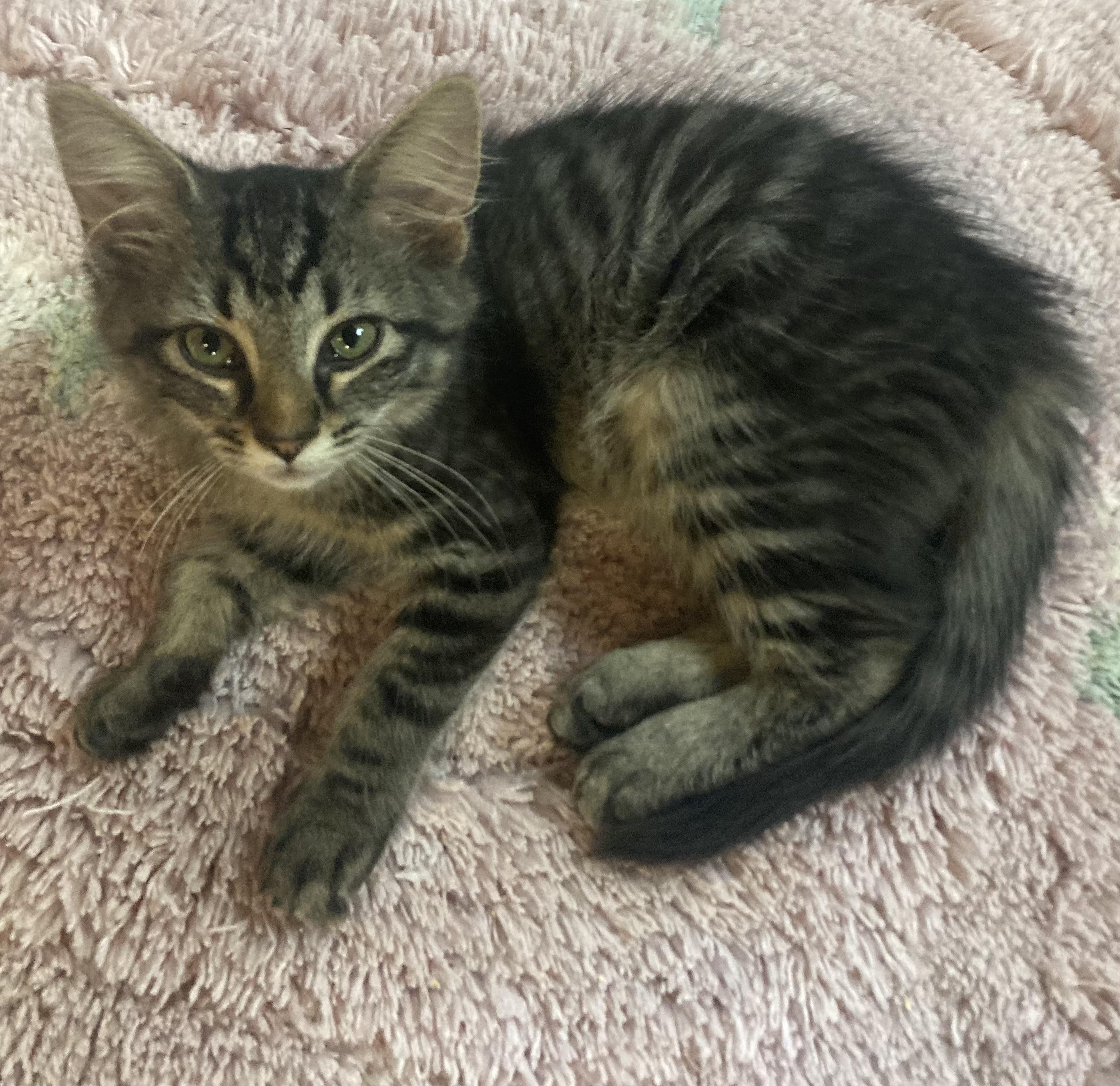 Enlarge Twilight (LF), a Adoptable Domestic Medium Hair in Huddleston, VA image 4/6