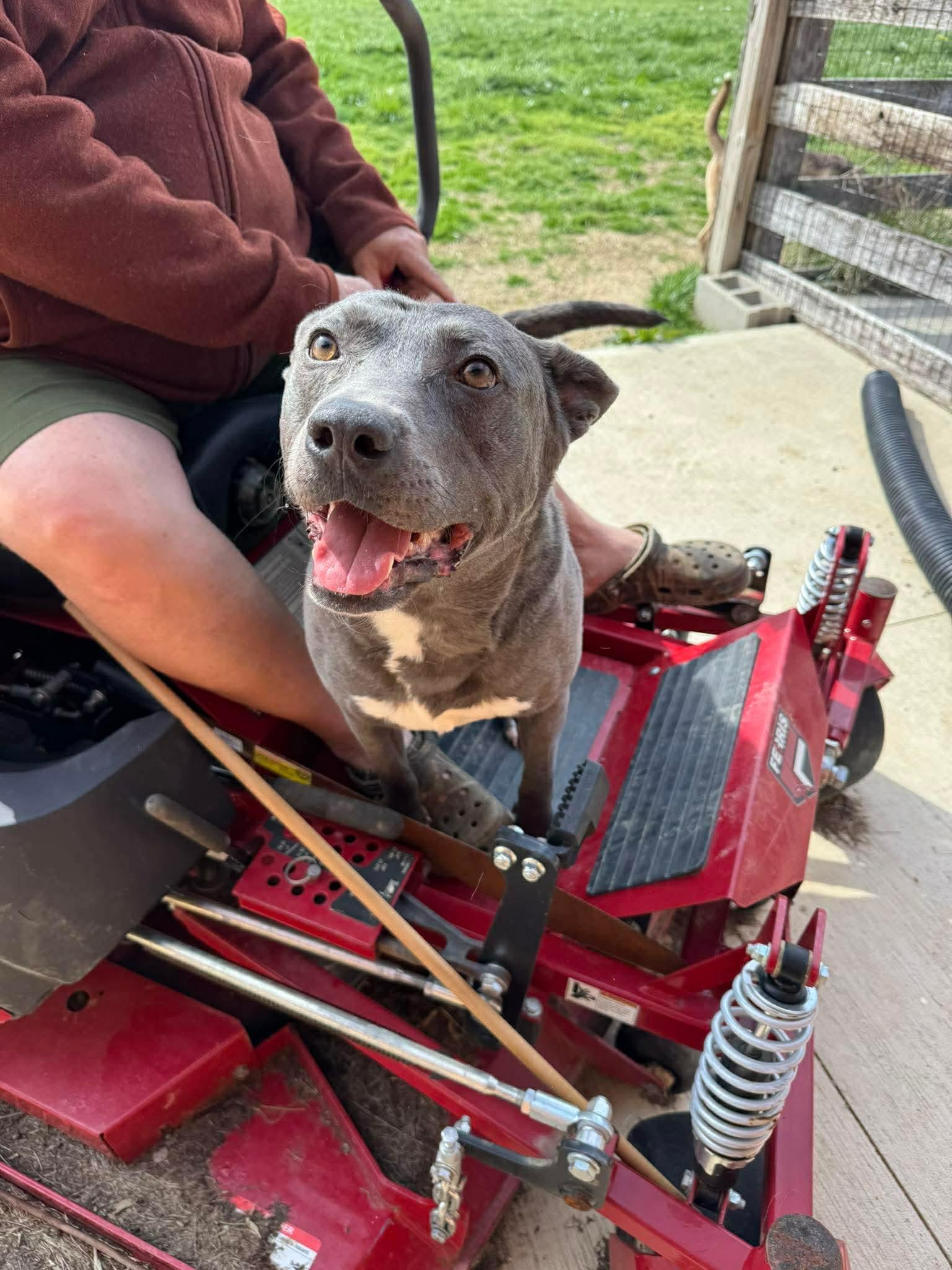 Chicken Nugget, Adoptable, Adult Male Pit Bull Terrier & Labrador Retriever.