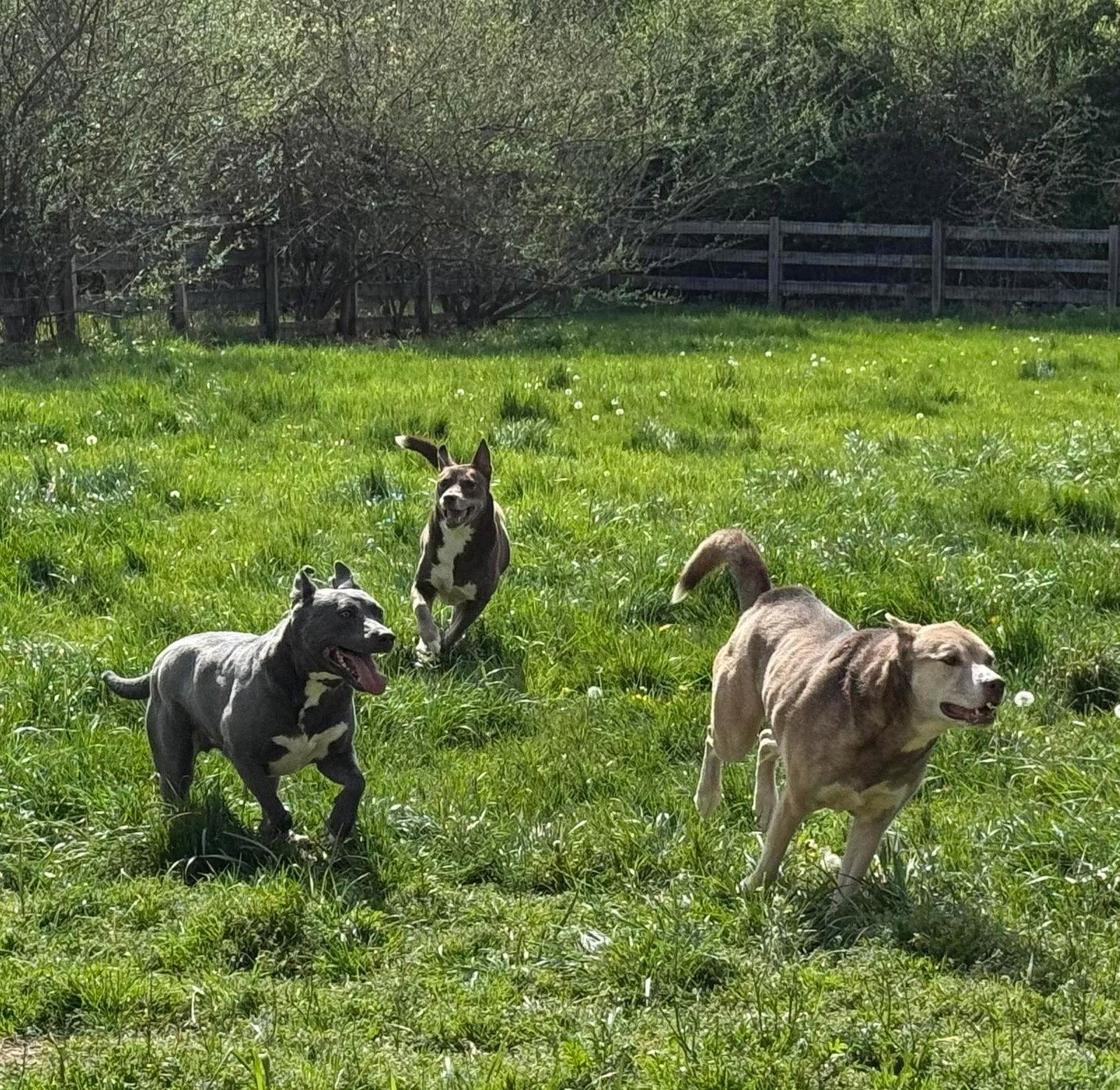 Enlarge Chicken Nugget, a Adoptable mixed breed in Germantown, OH image 2/3