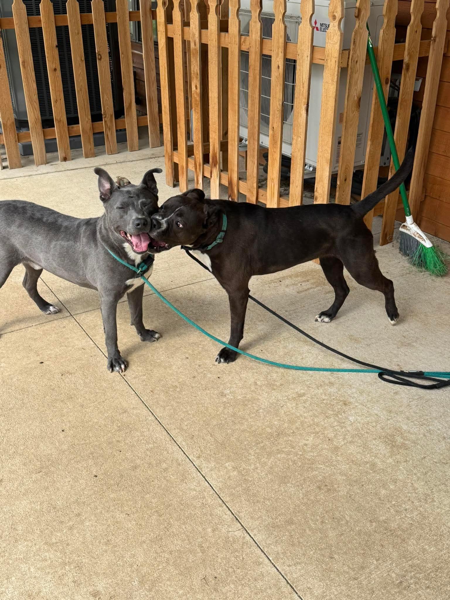Enlarge Chicken Nugget, a Adoptable mixed breed in Germantown, OH image 2/3
