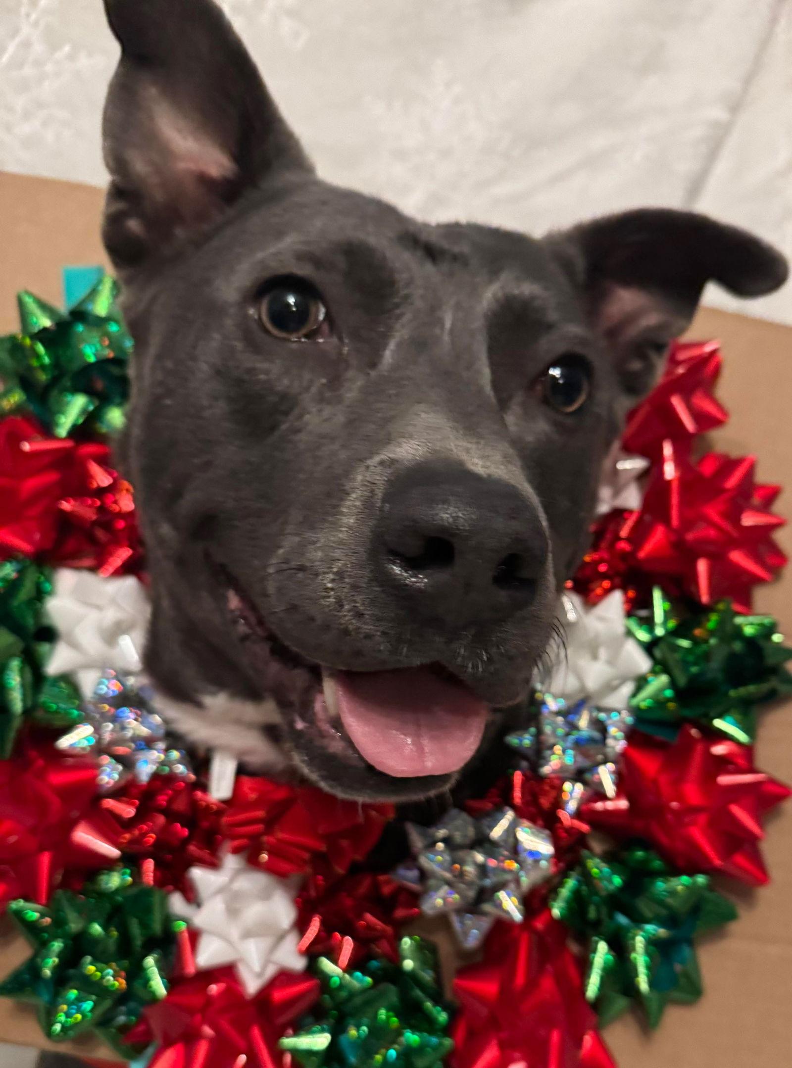 Chicken Nugget thumbnail 4