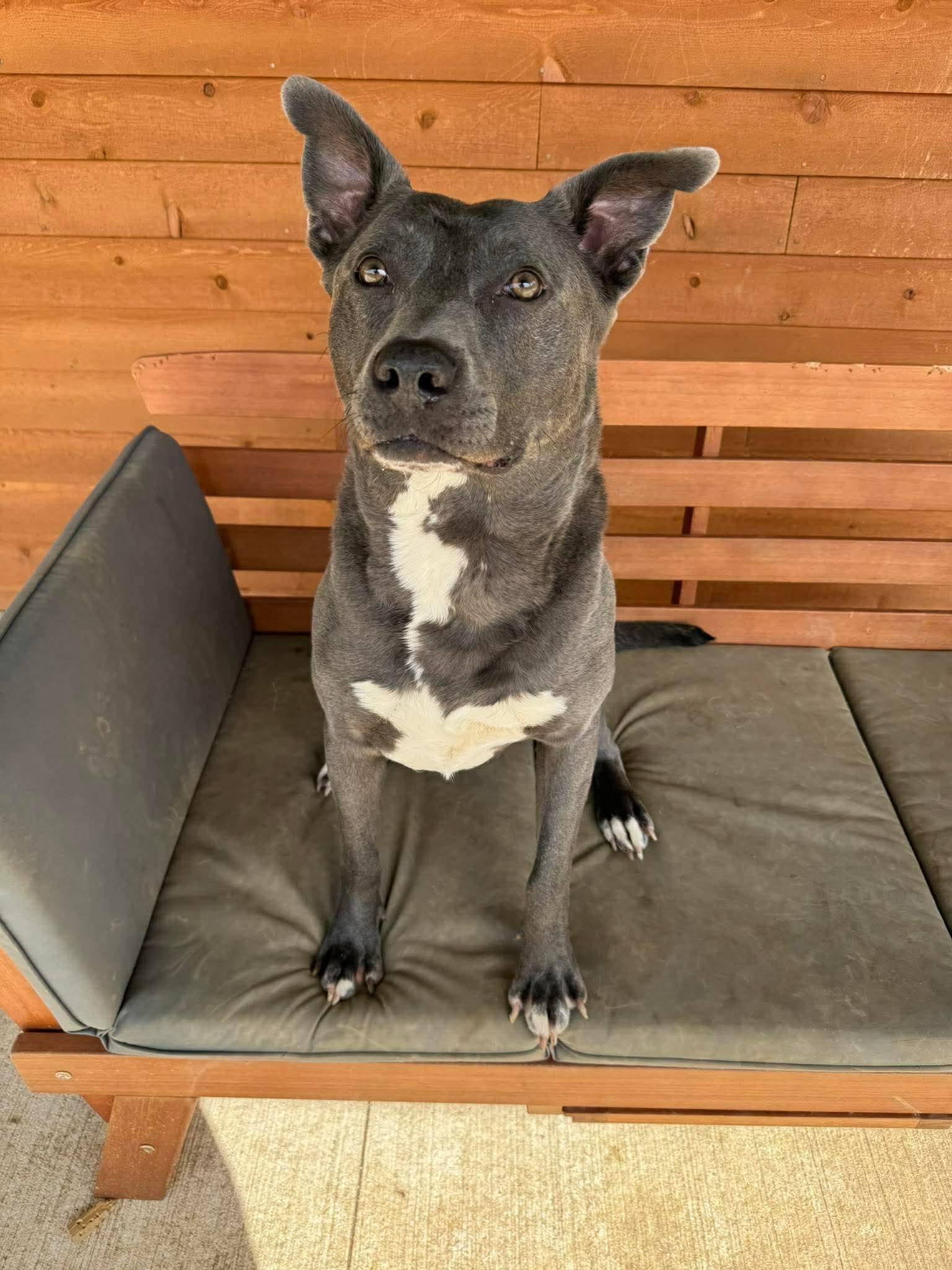 Enlarge Chicken Nugget, a Adoptable mixed breed in Germantown, OH image 3/3