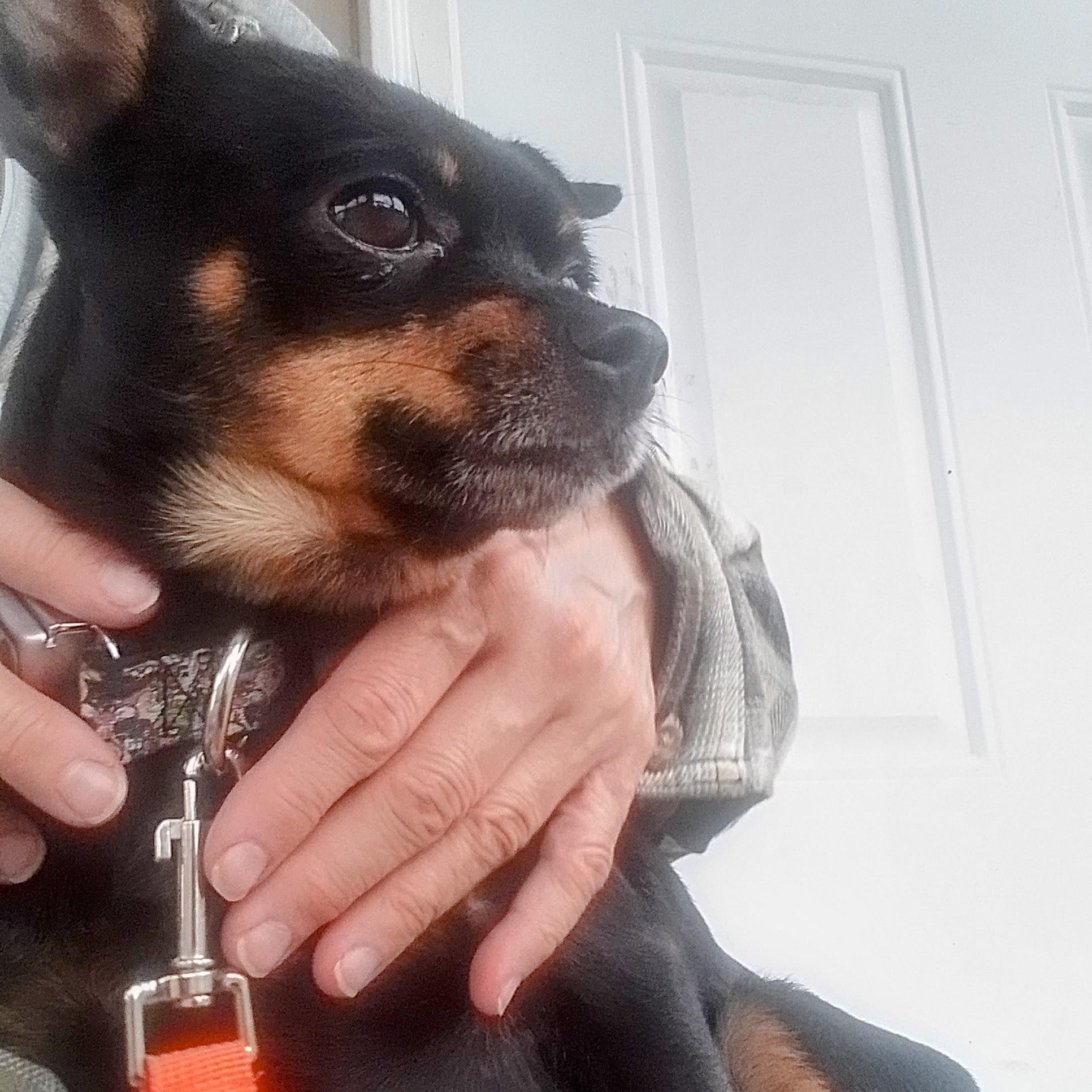 Chico