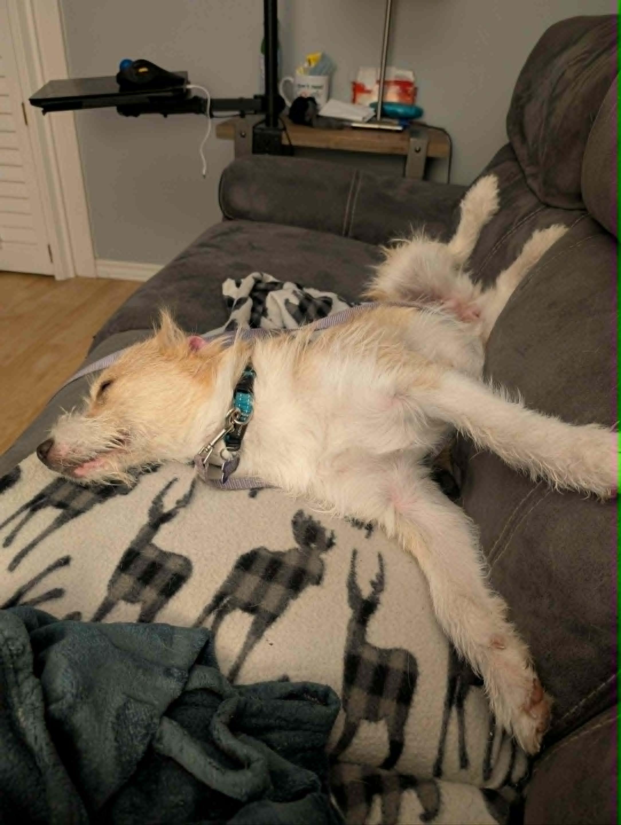 Enlarge Clover, an adoptable mixed breed in Oshawa, ON image 1/5