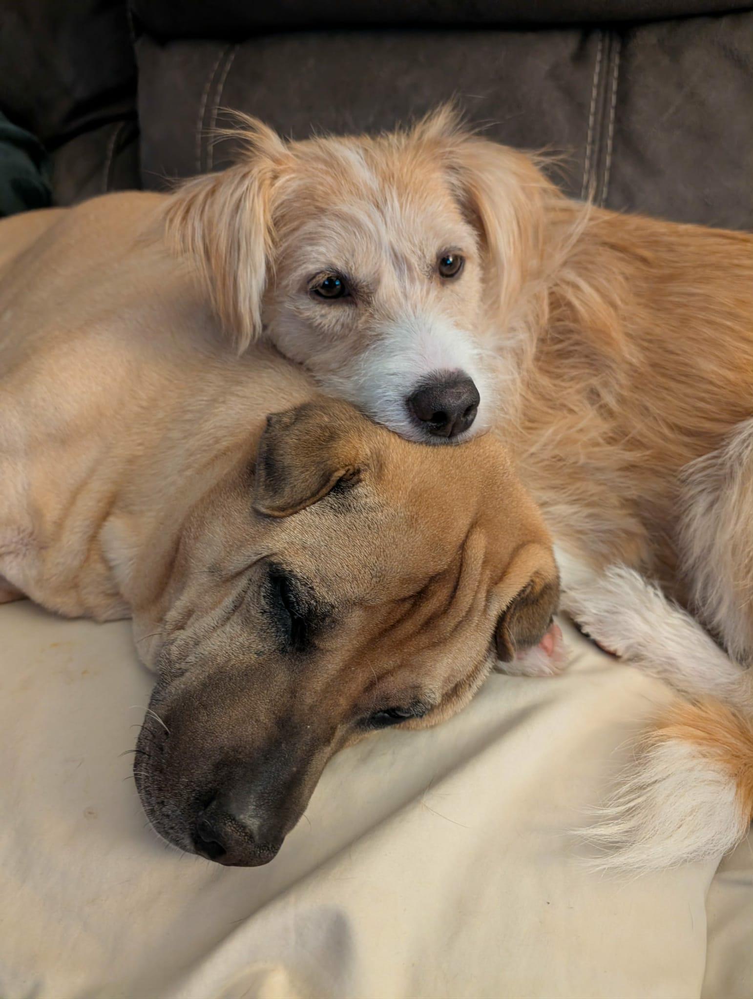 Enlarge Clover, an adoptable mixed breed in Oshawa, ON image 2/5