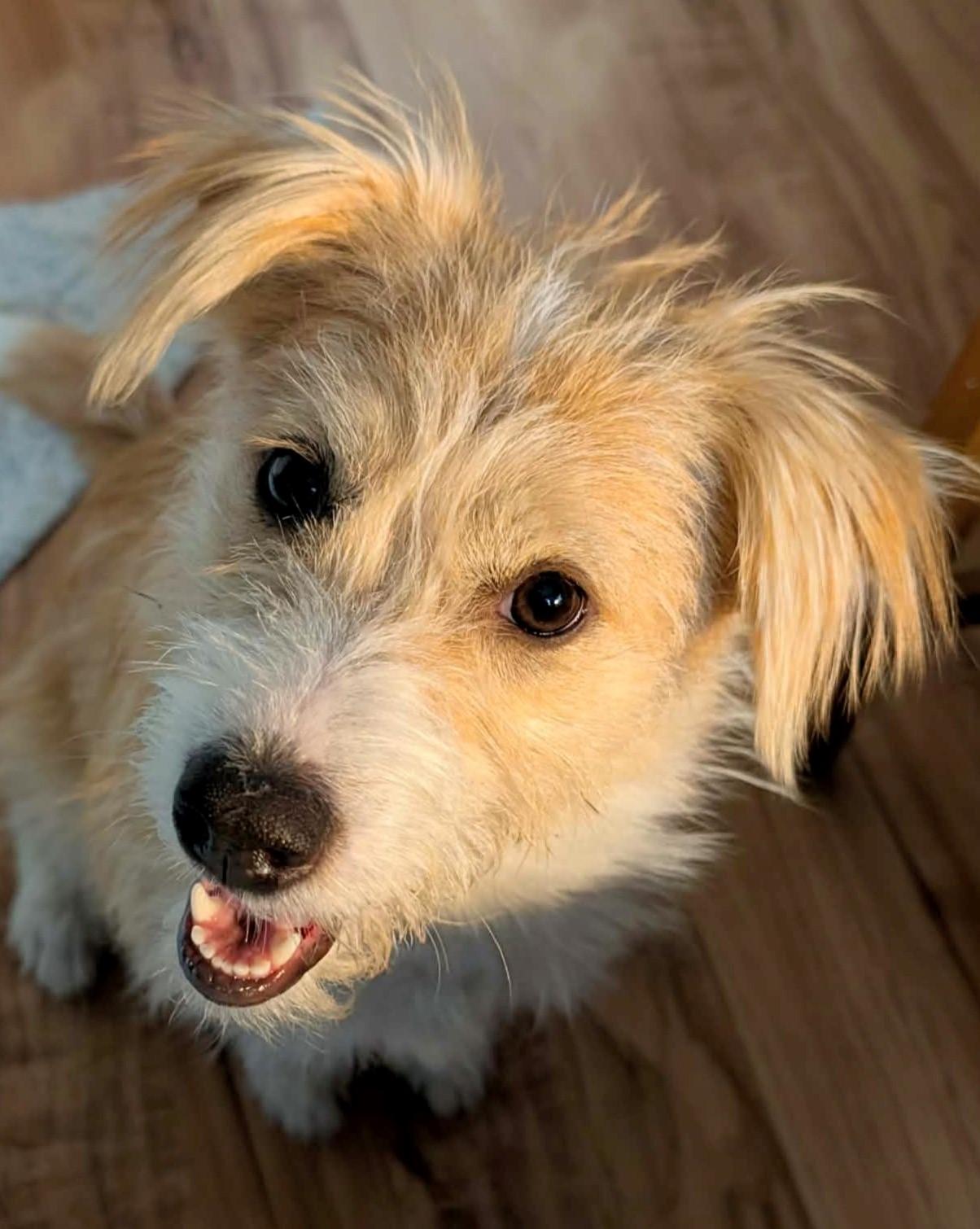 Enlarge Clover, an adoptable mixed breed in Oshawa, ON image 3/5