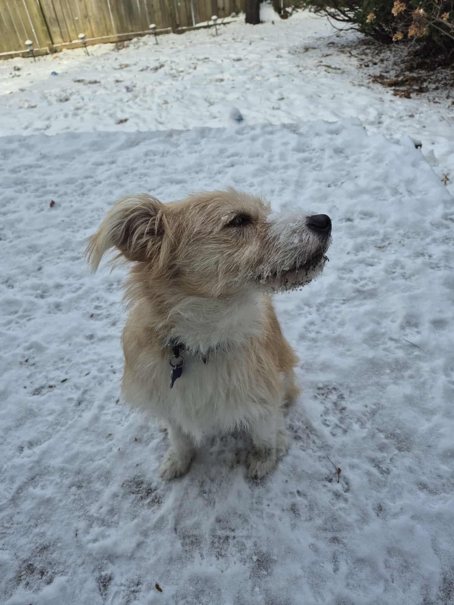 Enlarge Clover, an adoptable mixed breed in Oshawa, ON image 4/5
