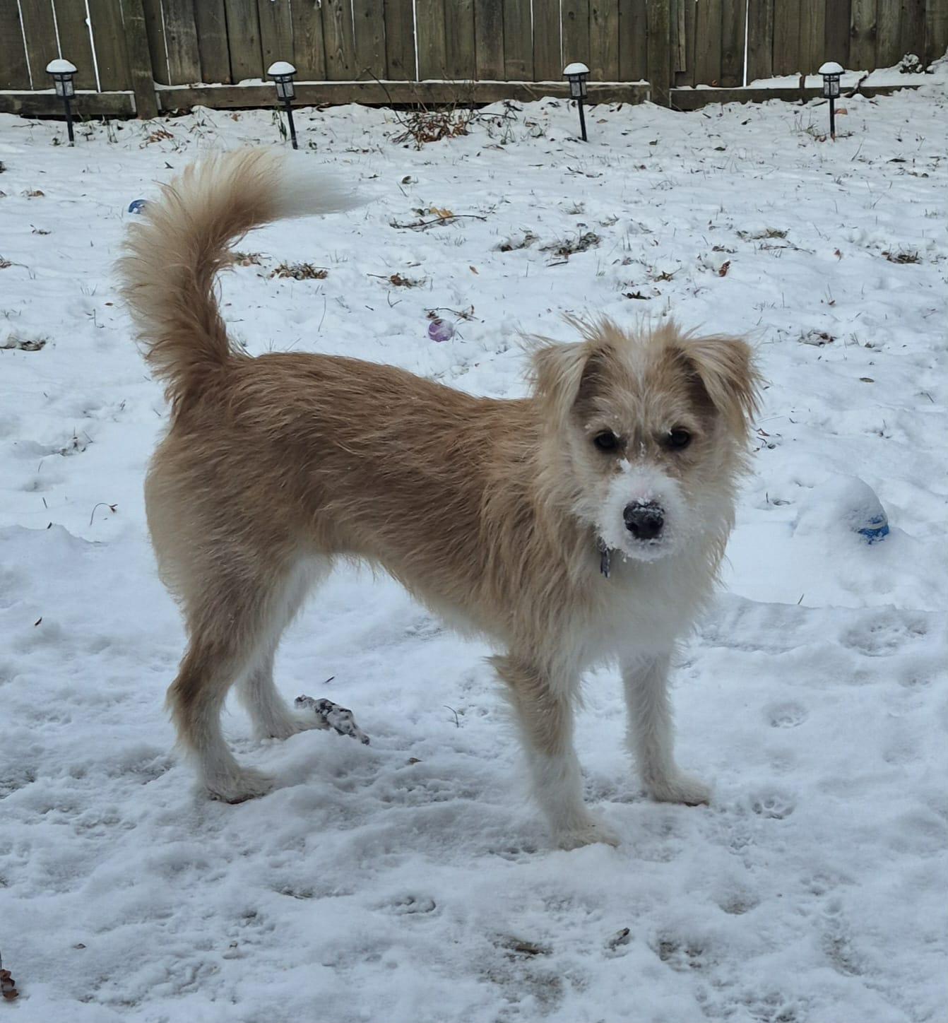 Enlarge Clover, an adoptable mixed breed in Oshawa, ON image 5/5