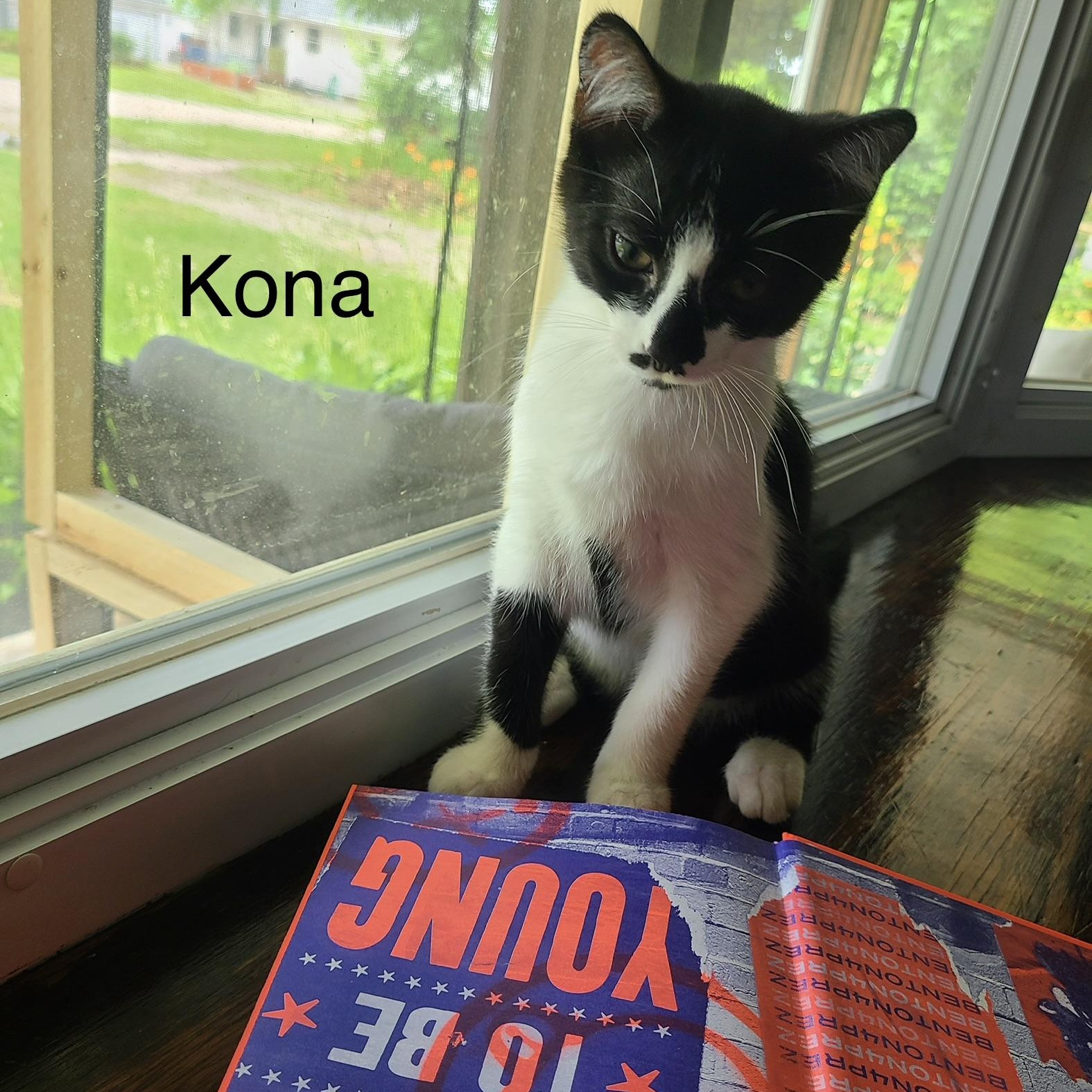 Kona, Adoptable, Kitten Male Domestic Short Hair.