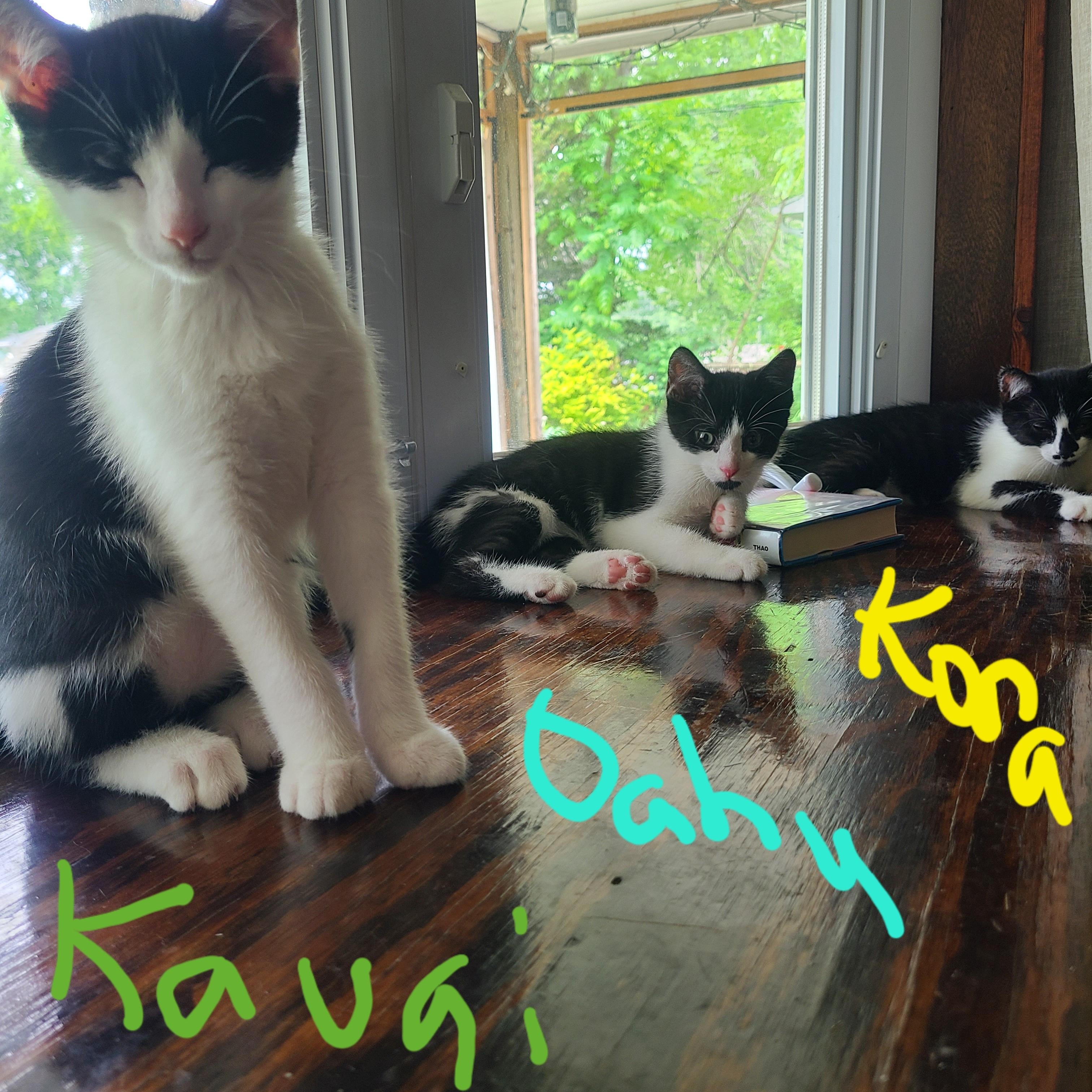 Kona, a Adoptable Domestic Short Hair in Menasha, WI image 3/3
