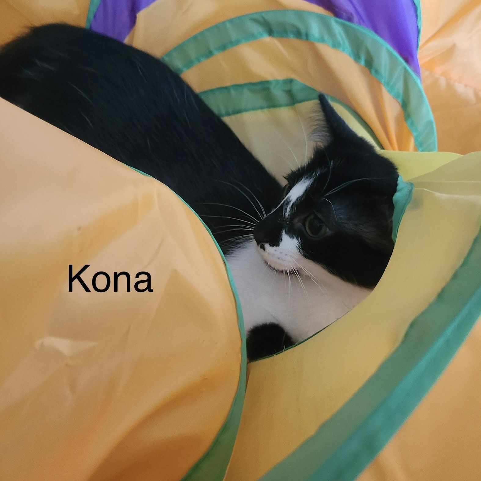 Kona, a Adoptable Domestic Short Hair in Menasha, WI image 2/3