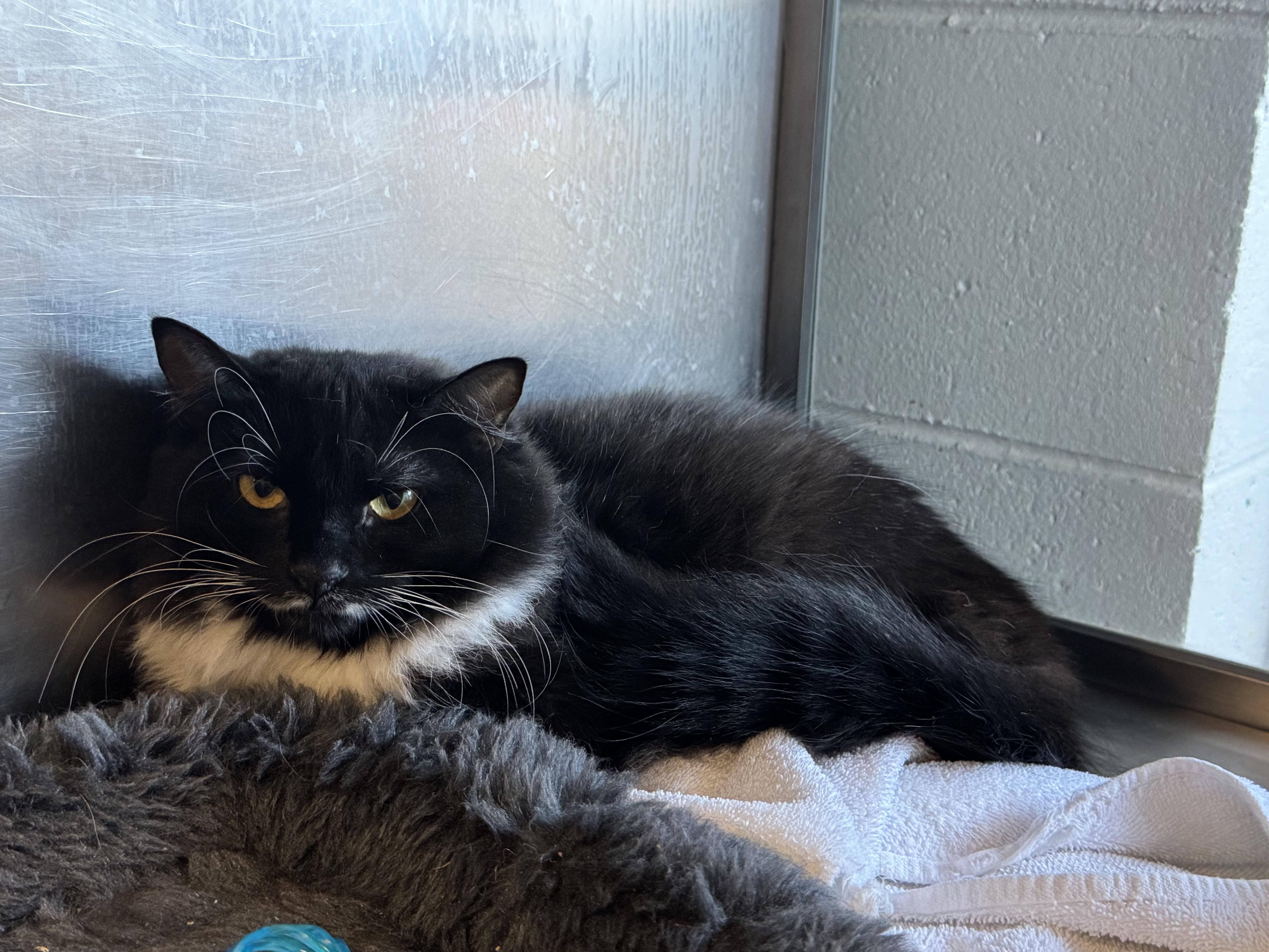 Enlarge Valerie, a ADOPTABLE mixed breed in Old Bridge, NJ image 2/2