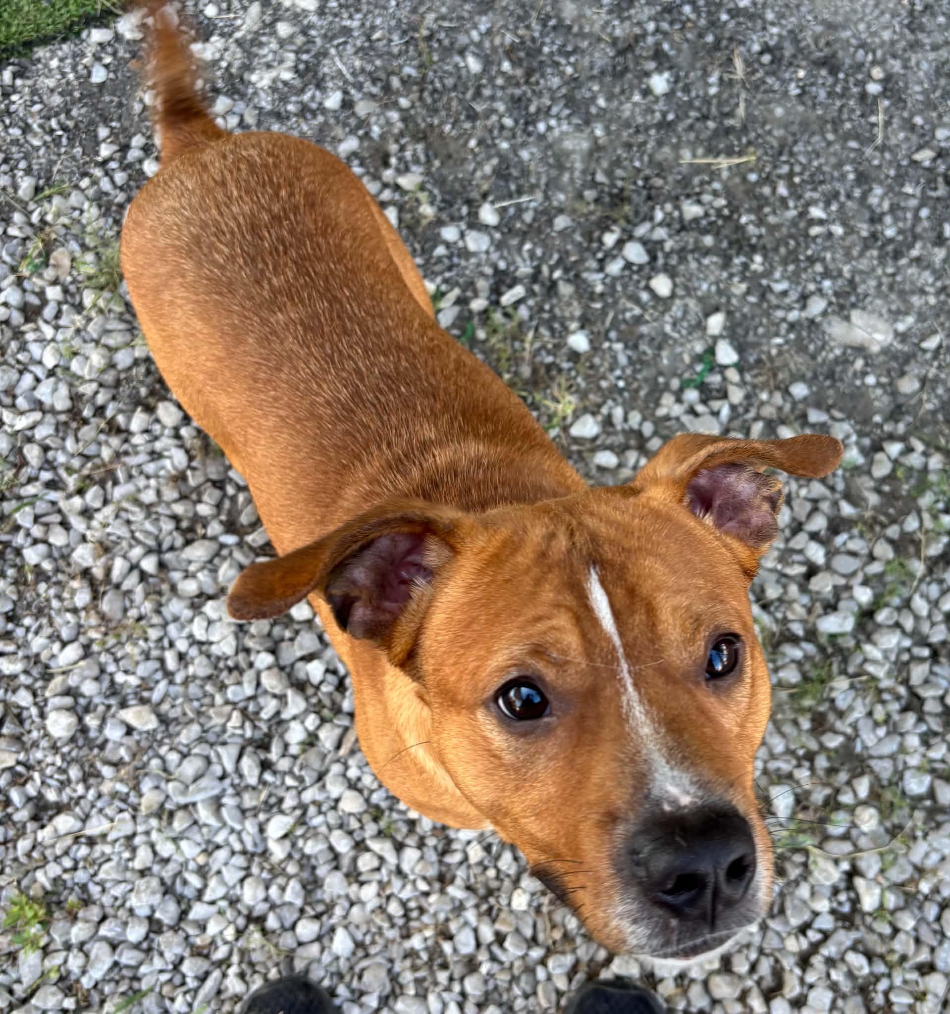 Enlarge teddy, a Adoptable mixed breed in Granite City, IL image 2/2