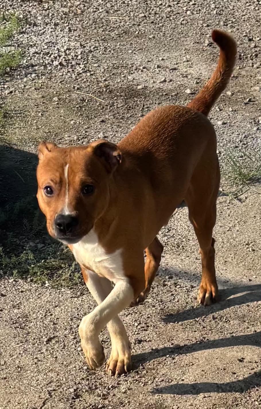 Enlarge teddy, a Adoptable mixed breed in Granite City, IL image 1/2