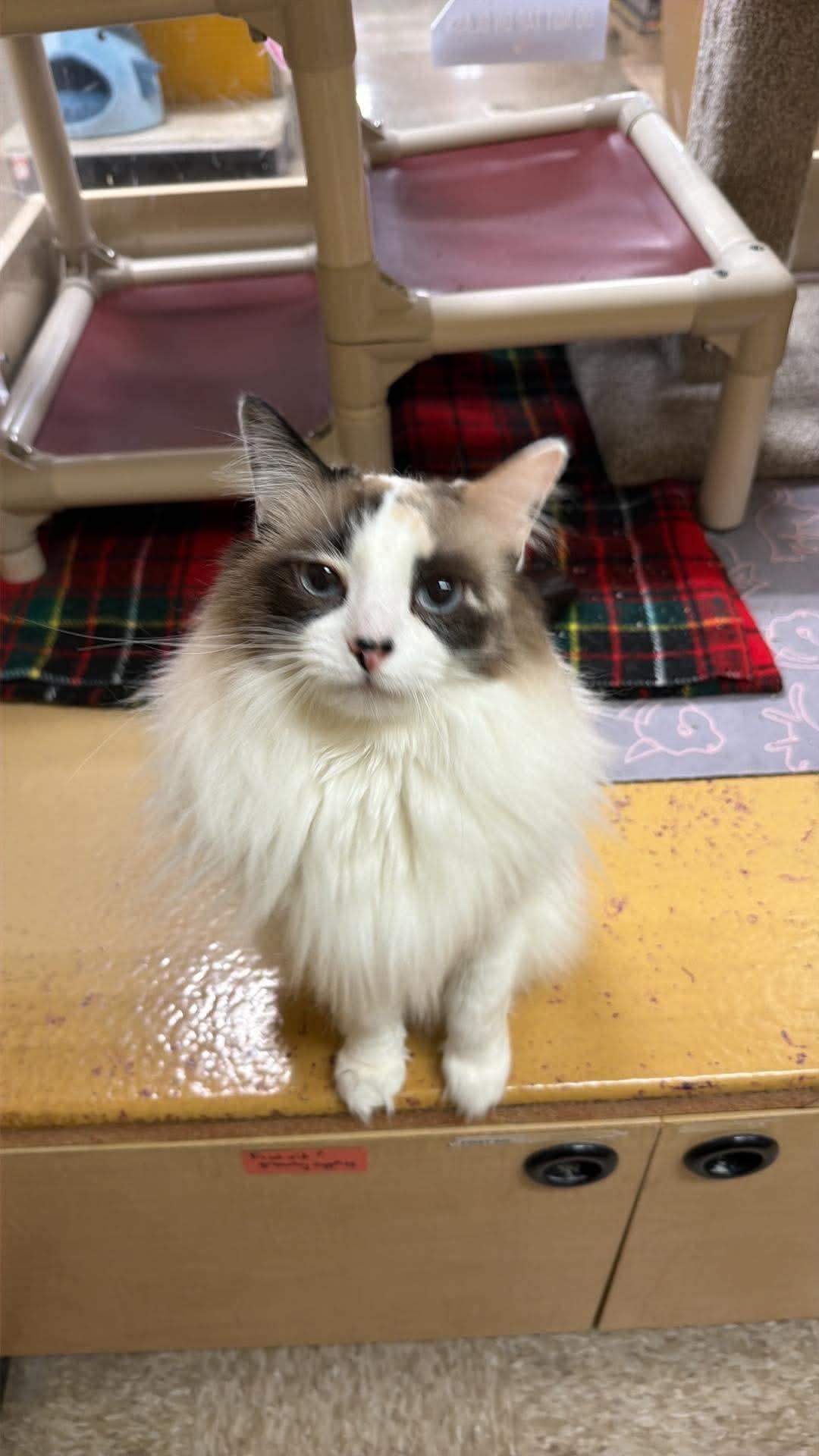 Enlarge Azula, a Adoptable Snowshoe in hinckley, IL image 2/3