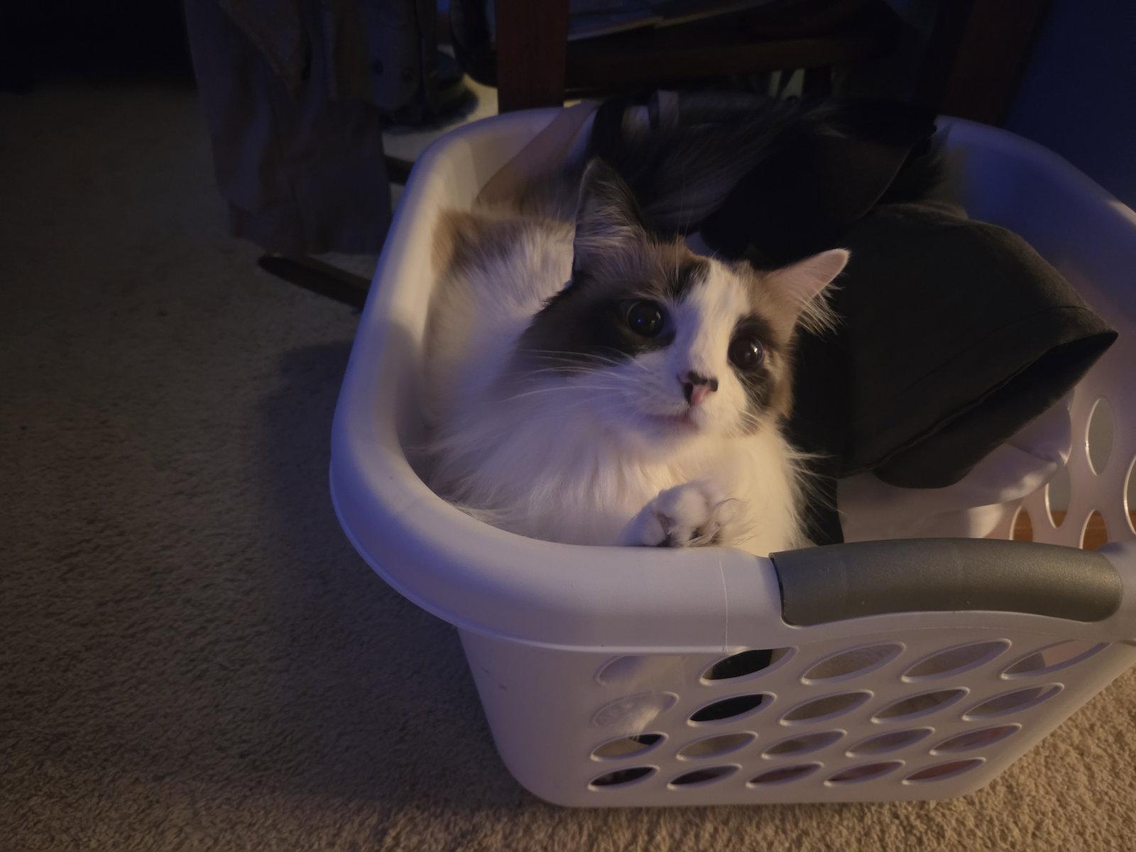 Enlarge Azula, a Adoptable Snowshoe in hinckley, IL image 3/3