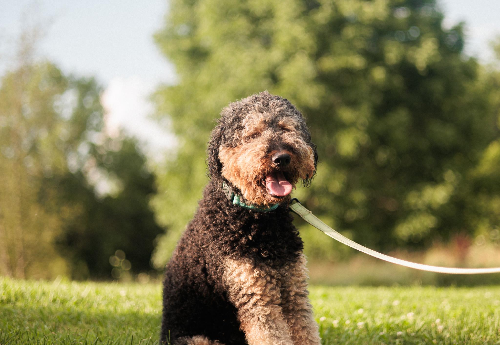 Louie