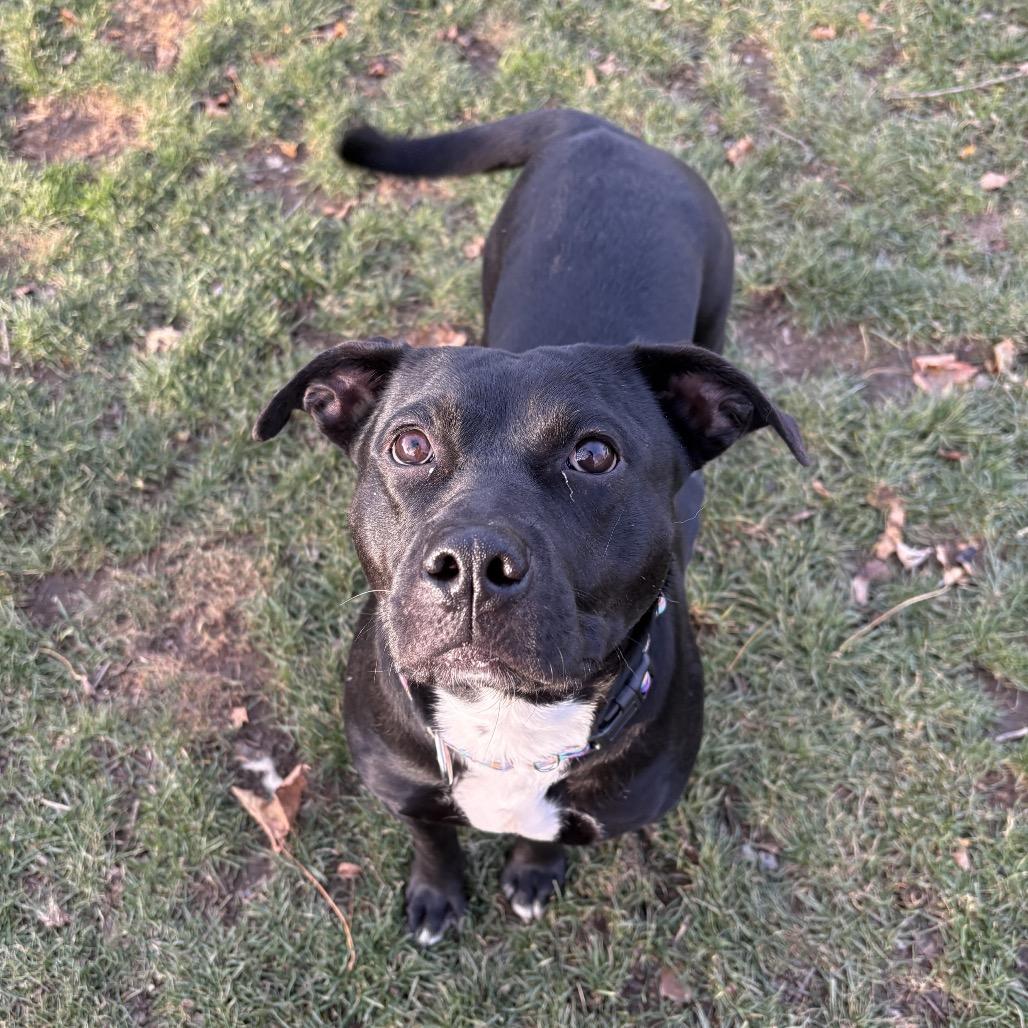 Pennie, a Adoptable American Staffordshire Terrier in Pittsburgh, PA image 1/6