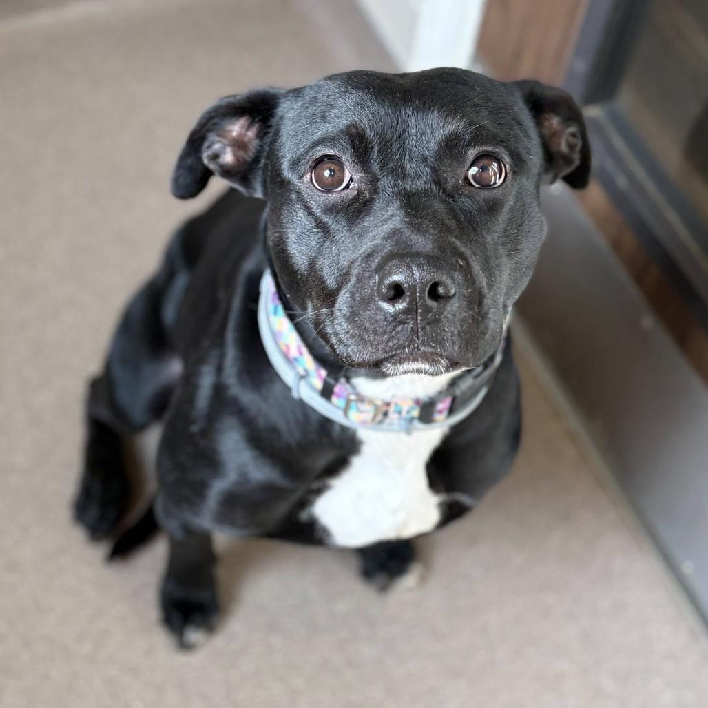 Pennie, a Adoptable American Staffordshire Terrier in Pittsburgh, PA image 2/6