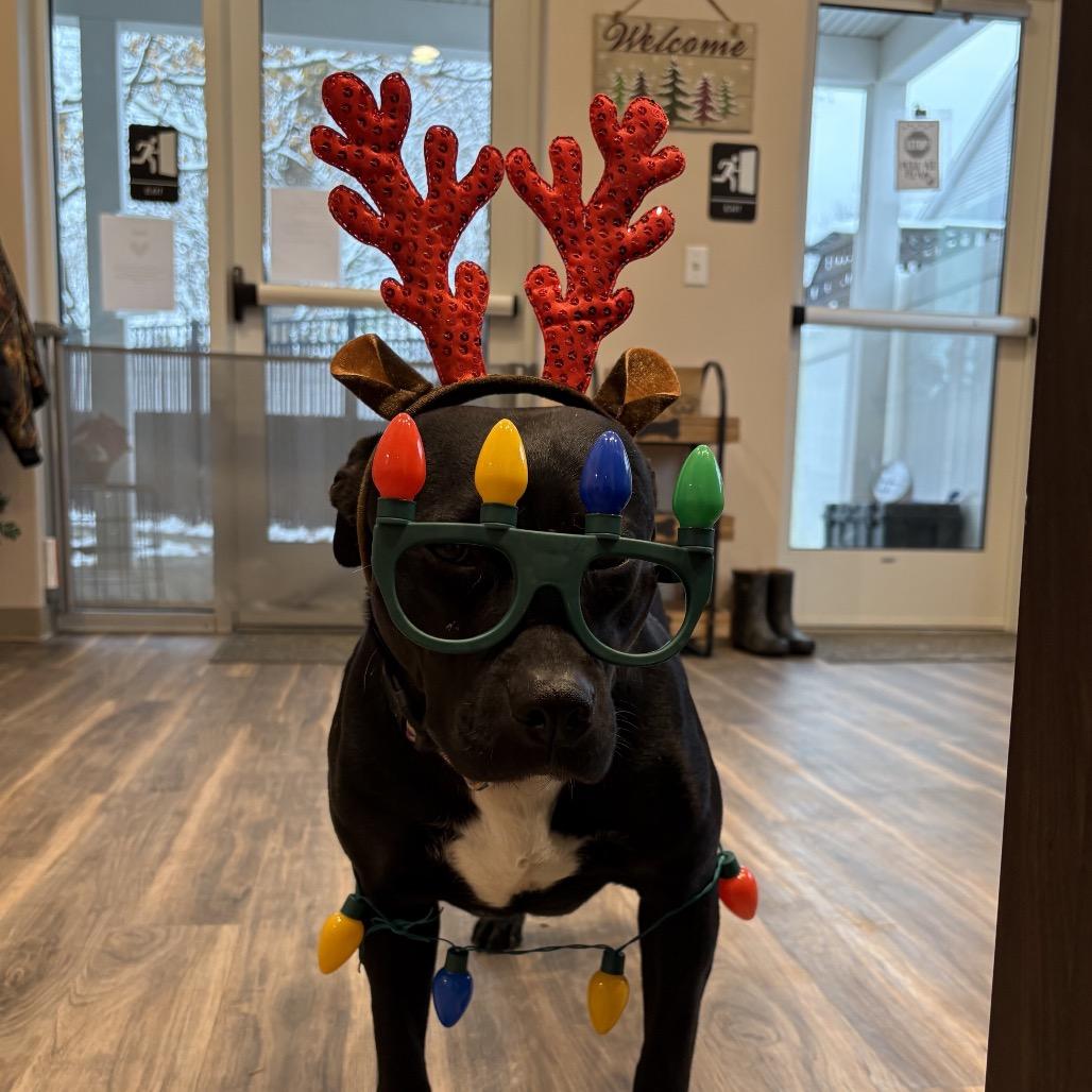 Pennie, a Adoptable American Staffordshire Terrier in Pittsburgh, PA image 3/6