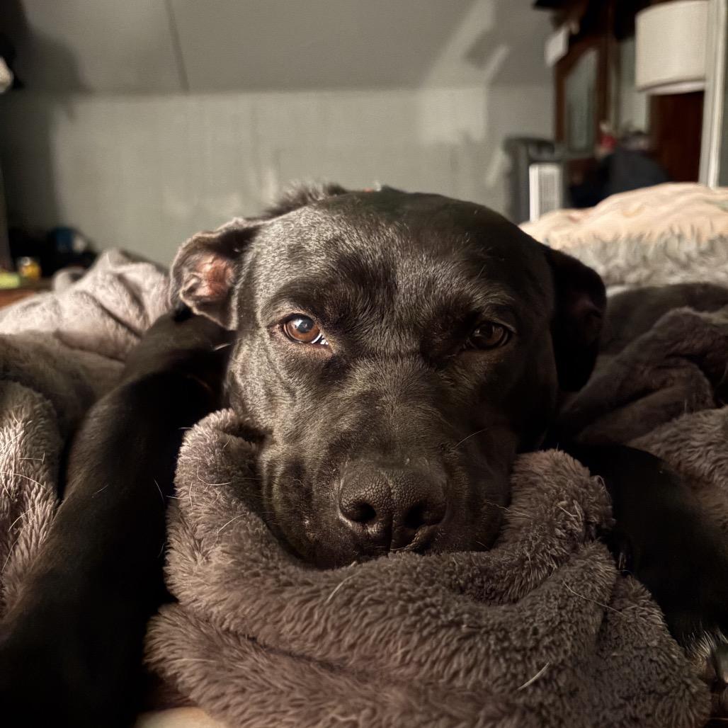 Pennie, a Adoptable American Staffordshire Terrier in Pittsburgh, PA image 4/6